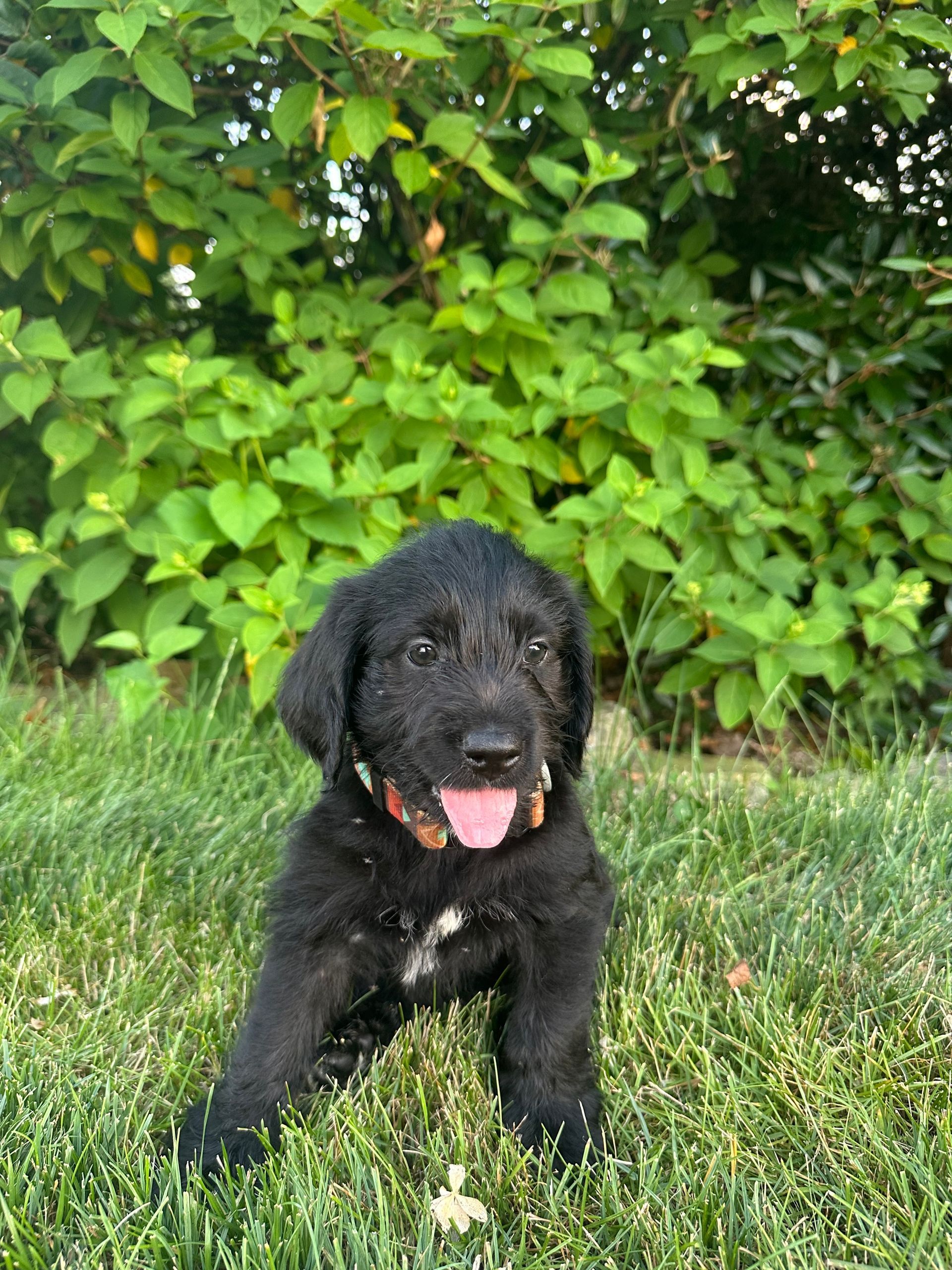 Banner - F1 Labradoodle (Male) $1200