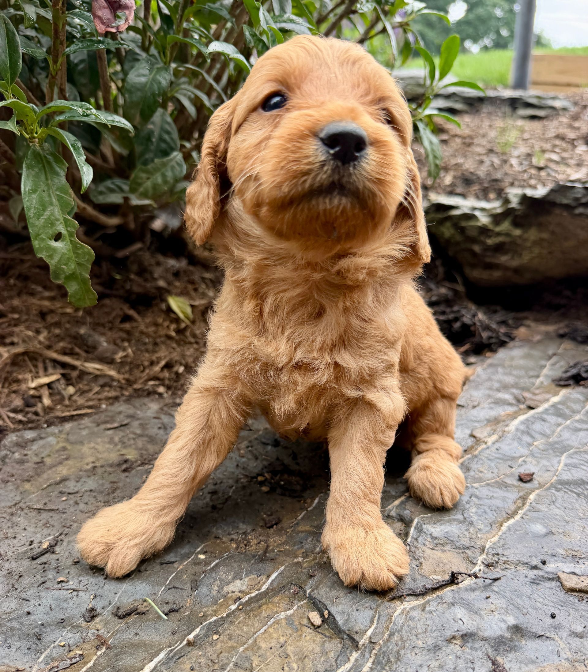 Beau - F1b Mini Goldendoodle (Male) $1300