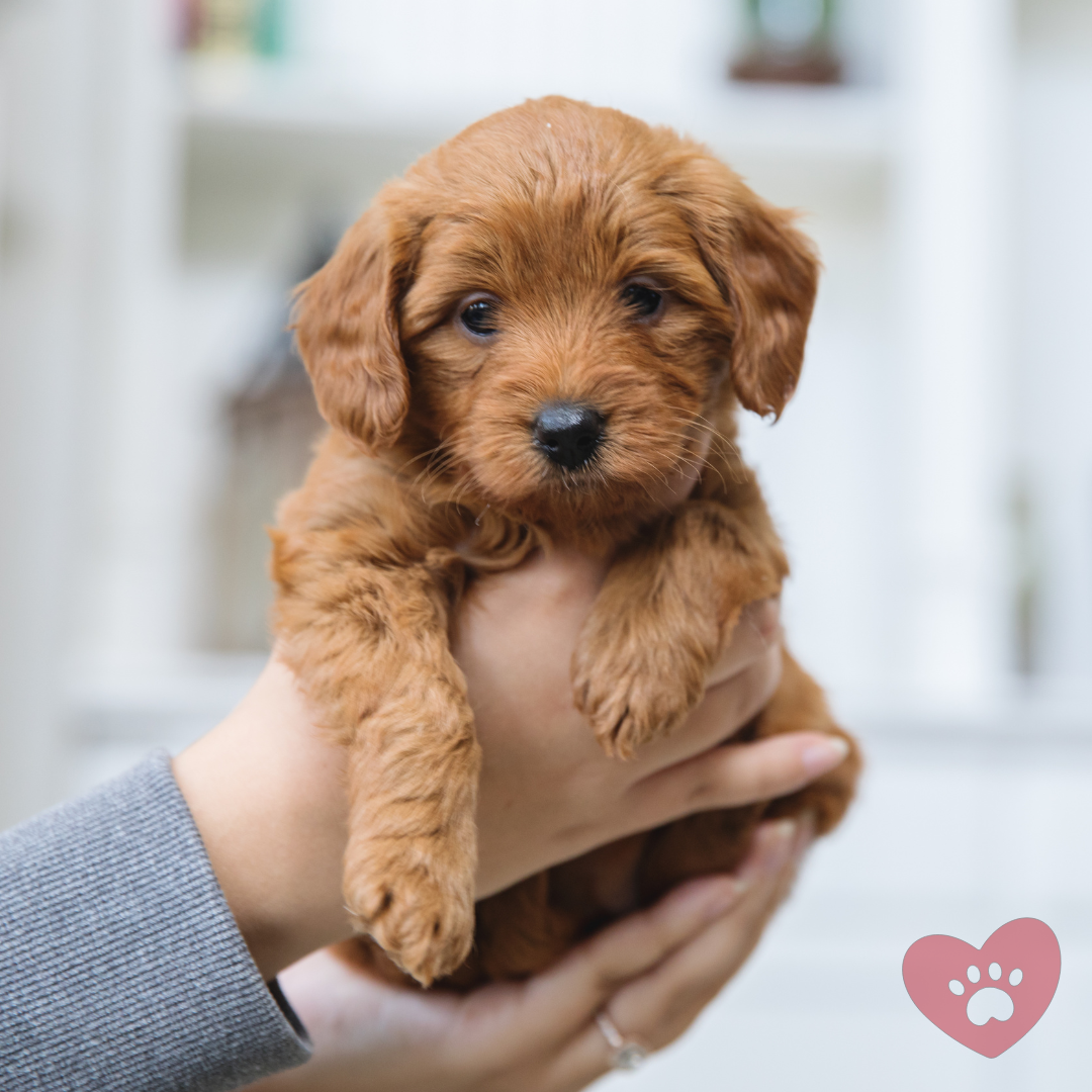 Watson- Homemade Puppies Watson- Homemade Puppies