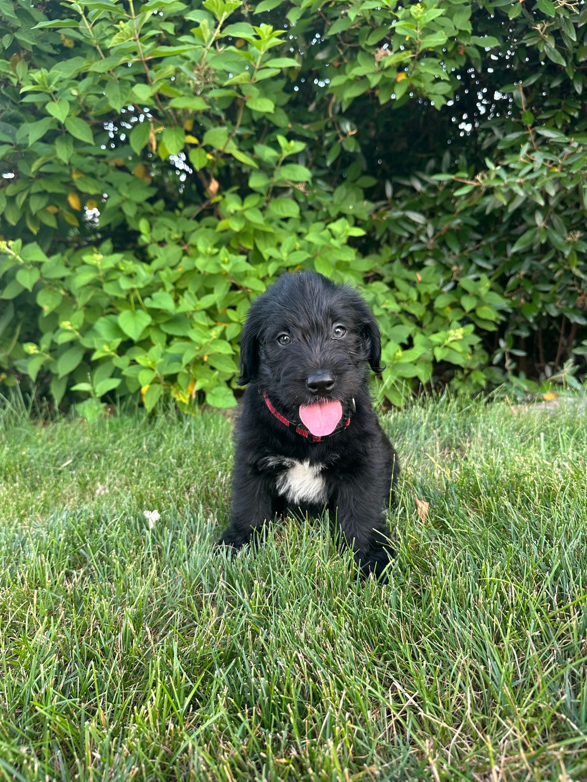 Drax - F1 Labradoodle (Male) $1200
