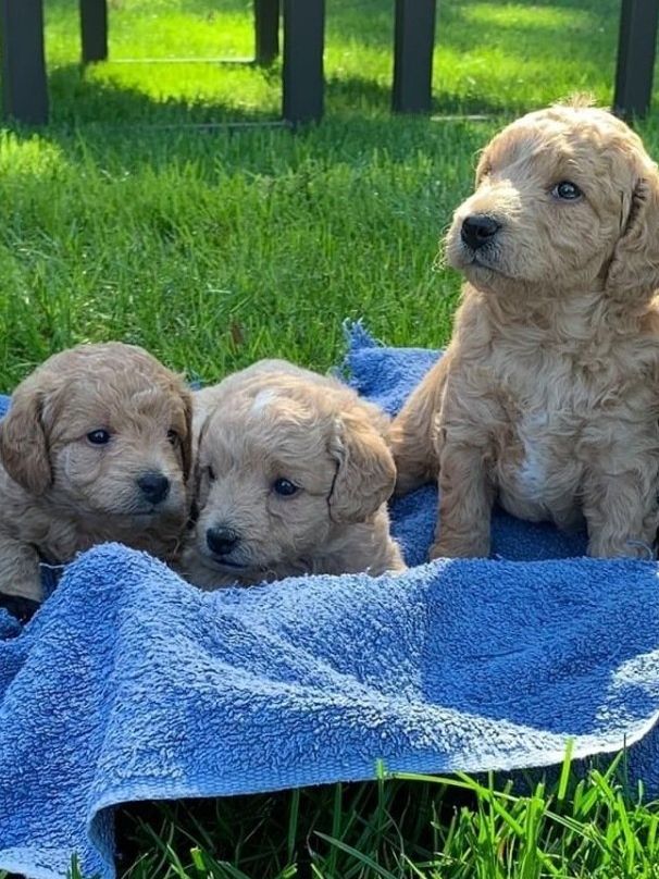 three puppies are laying on a blue towel in the grass .