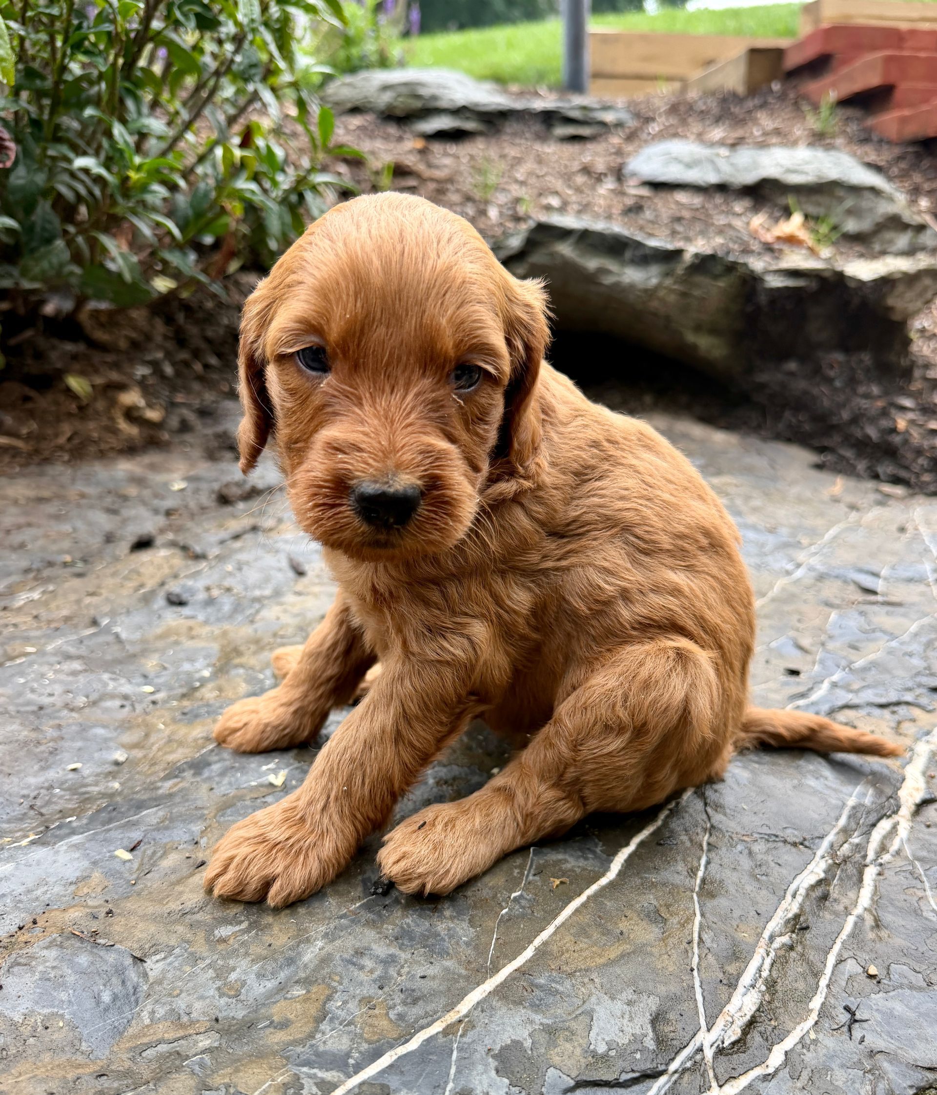 Finn - F1b Mini Goldendoodle (Male) $1300