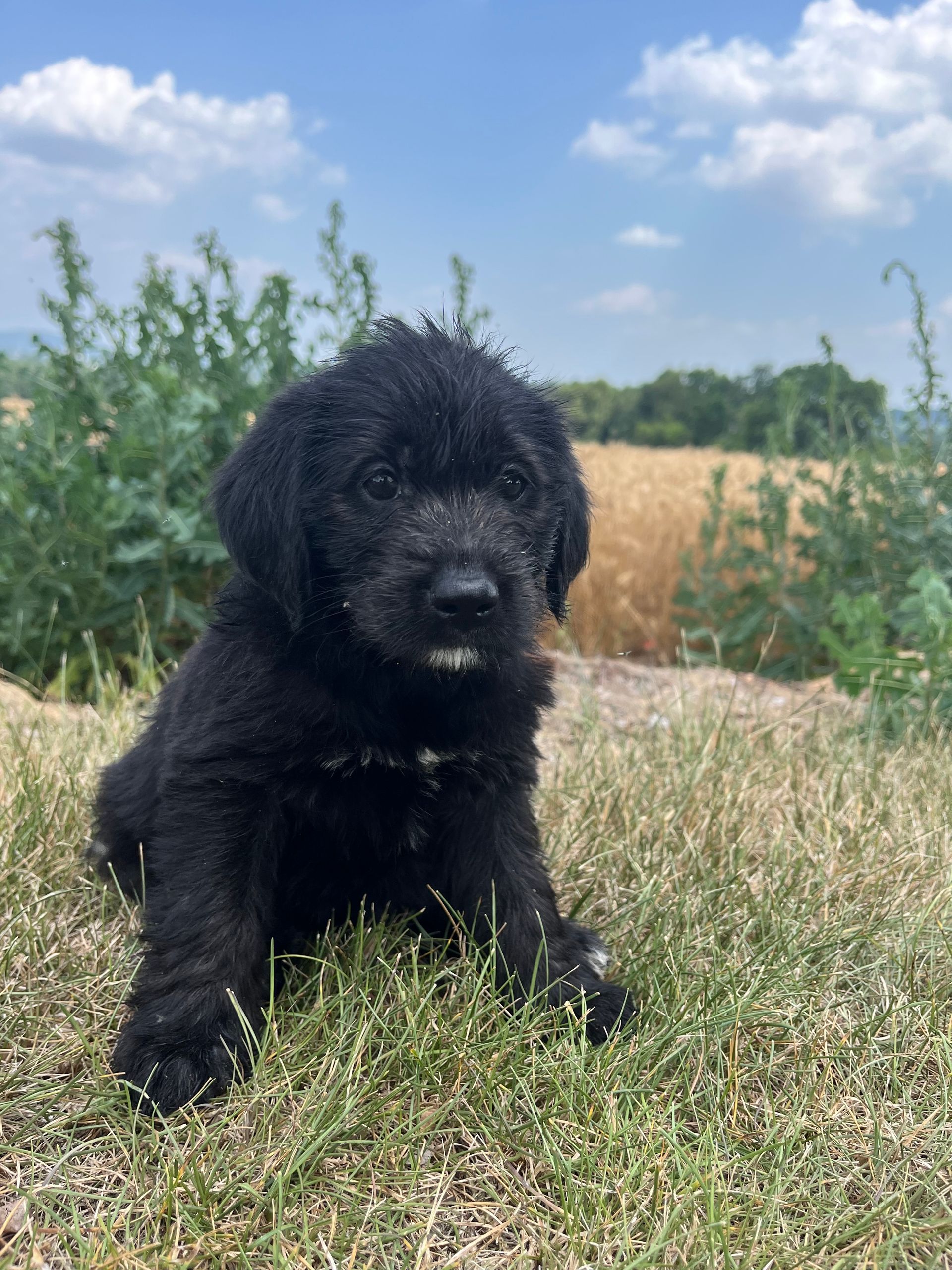 Gamora - F1 Labradoodle (Female) $1200