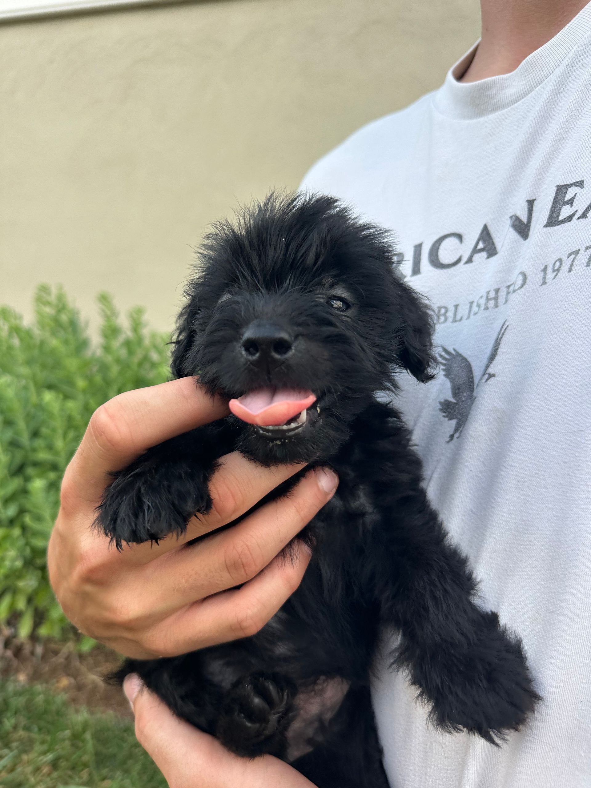 Groot - F1 Labradoodle (Male) $1200