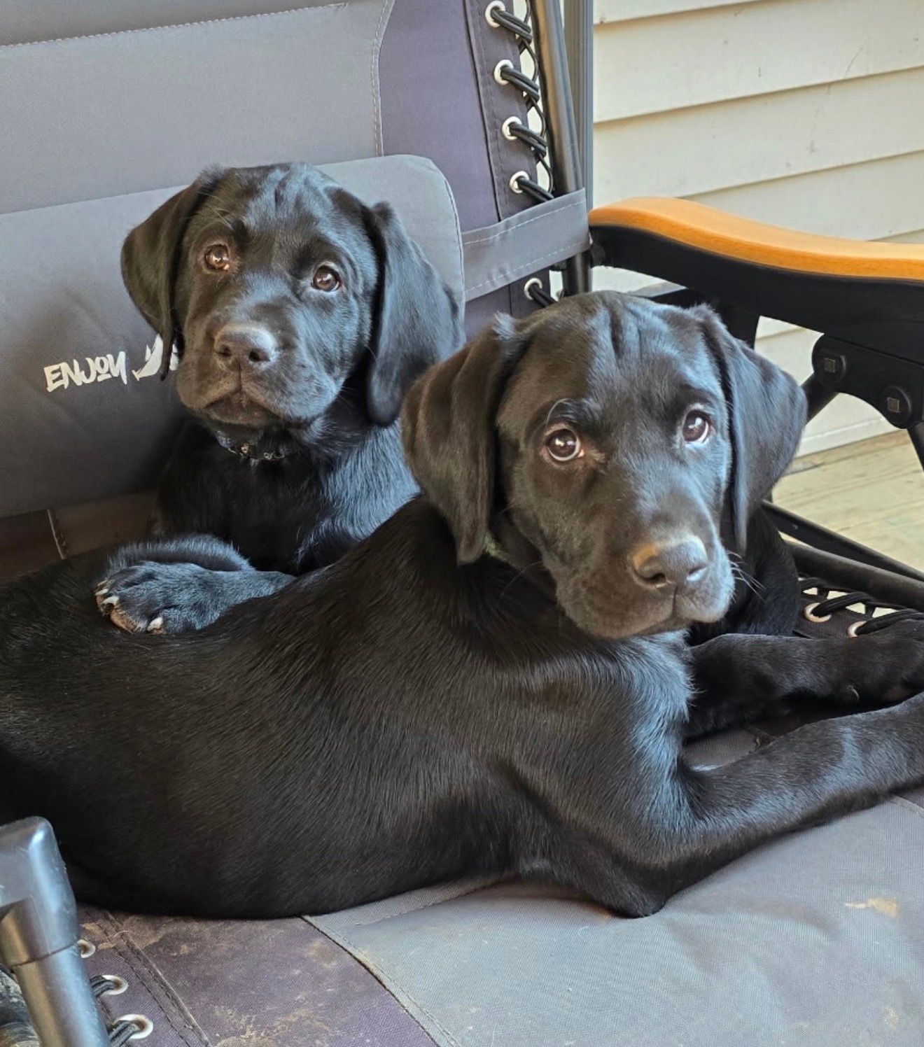 Rudy and Dawkin - Labrador Retriever (Males)