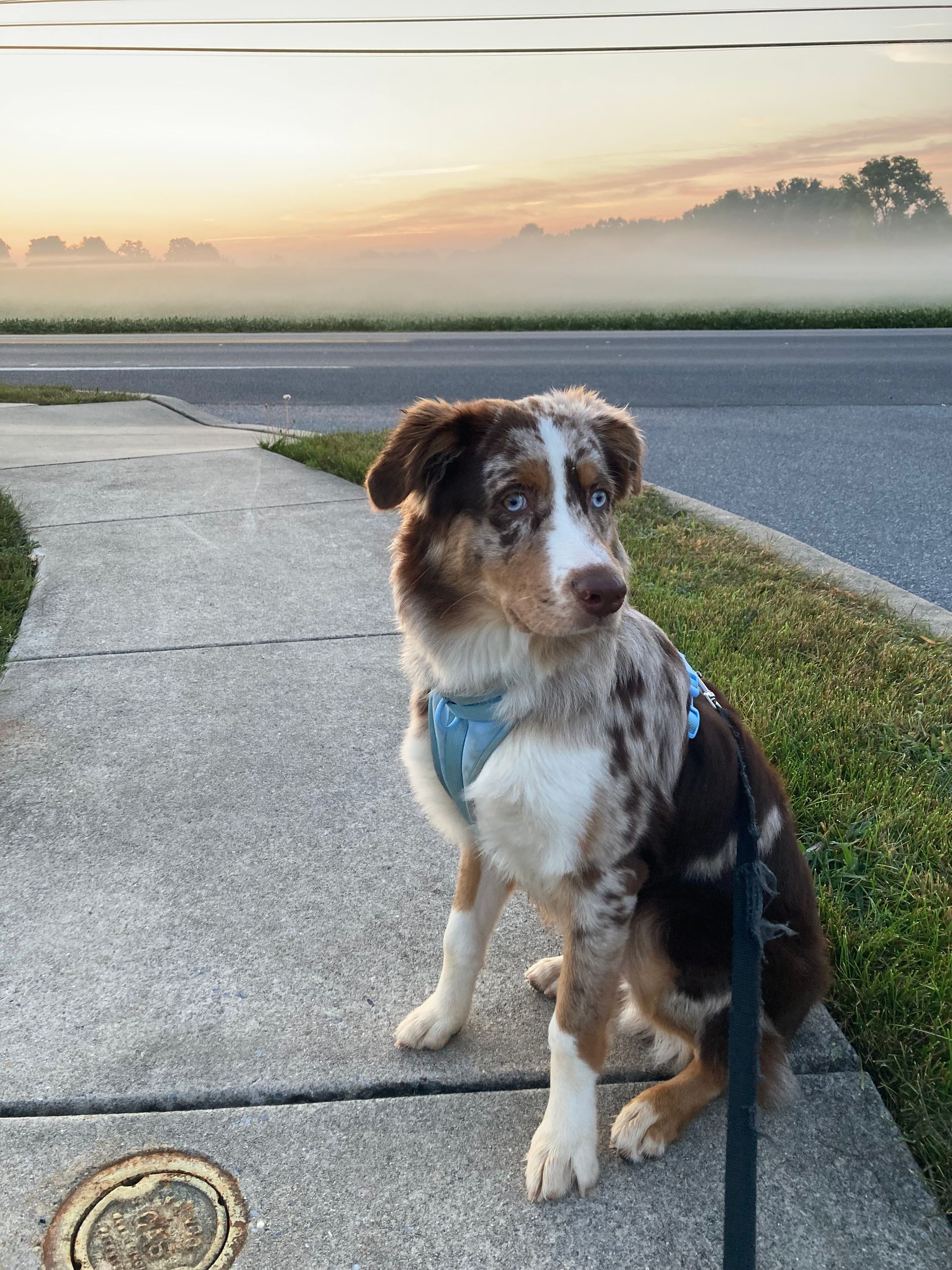 Fritz Donegal Rhoad (FDR the Dog)