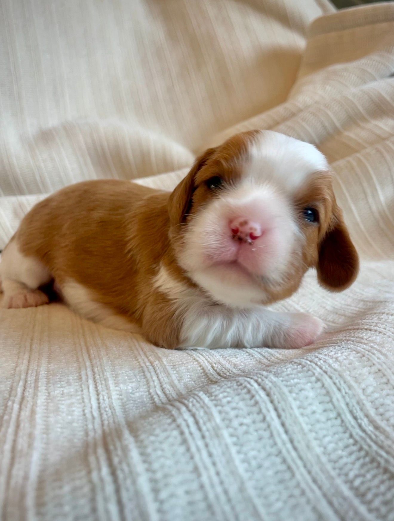 Buddy - Cavalier King Charles Spaniel (Male)