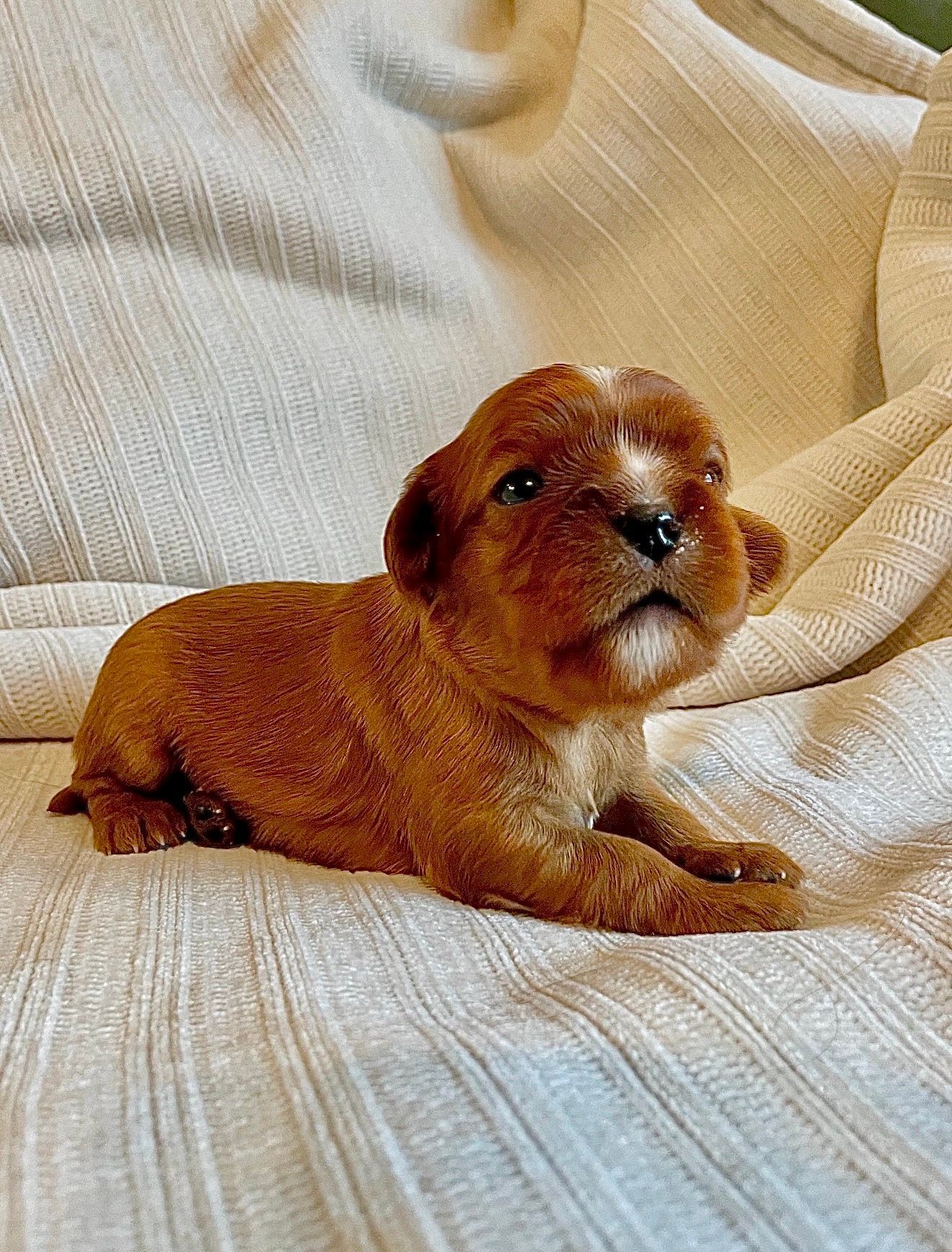 Cindy Lou - Cavalier King Charles Spaniel (Female)