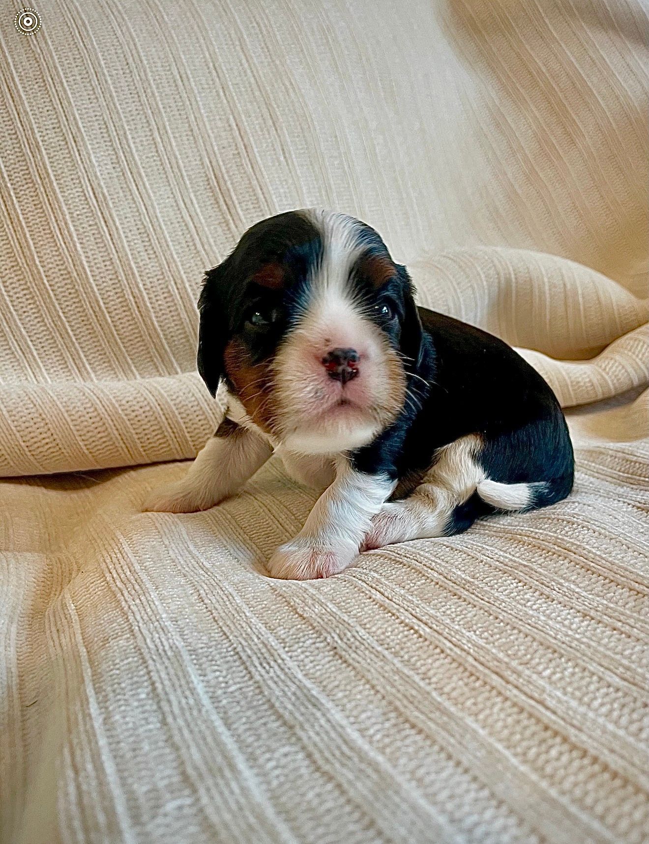 Martha Mae - Cavalier King Charles Spaniel (Female)