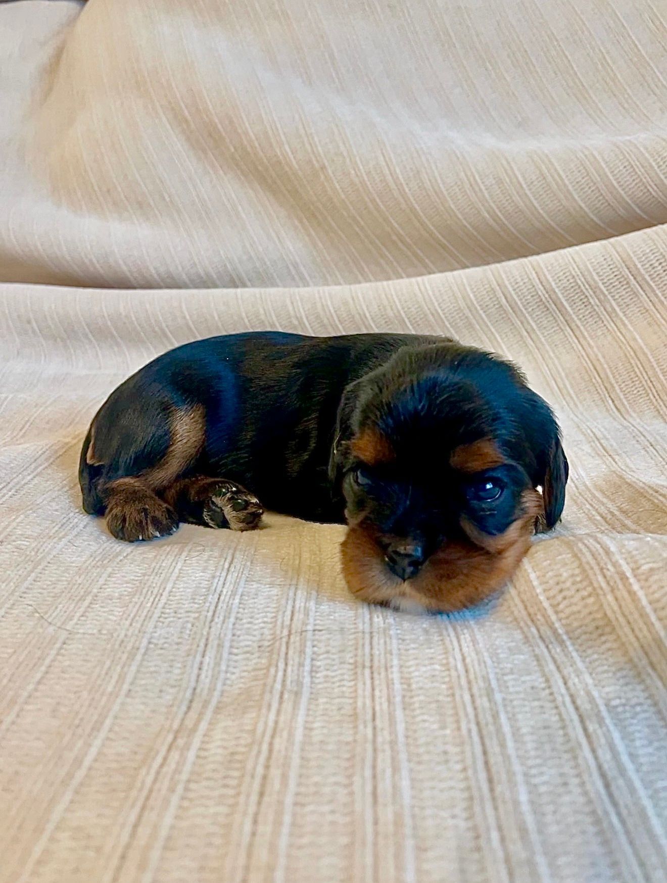 Mary - Cavalier King Charles Spaniel (Female)