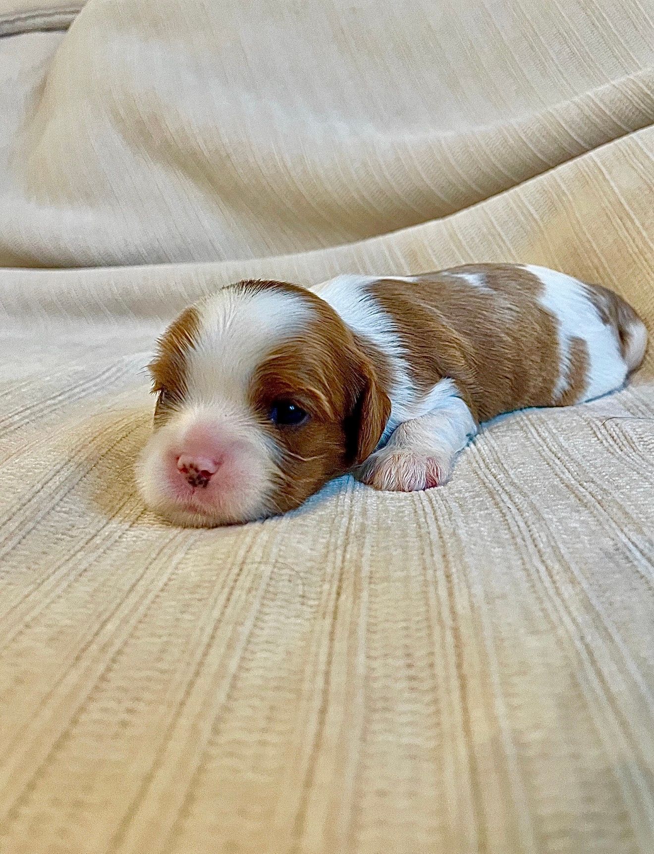 Max - Cavalier King Charles Spaniel (Female)