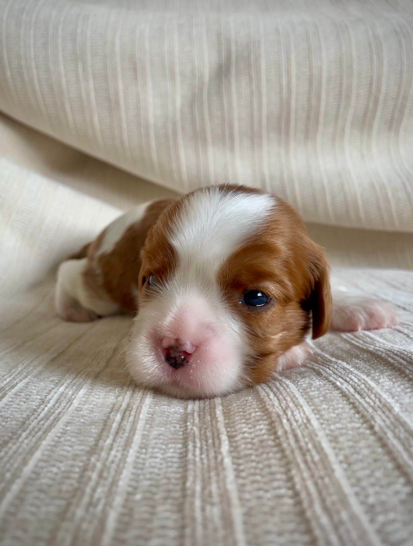 Ralphie - Cavalier King Charles Spaniel (Male)