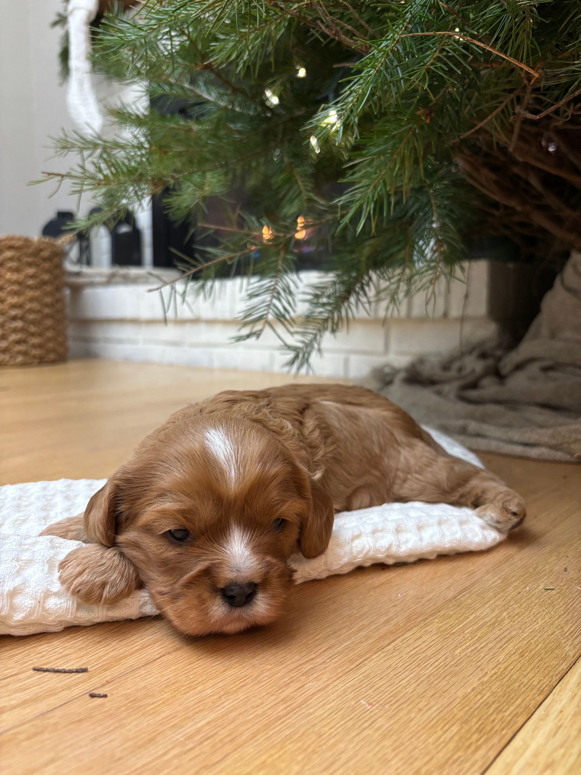 Jolly - F1b Cavadoodle RESERVED