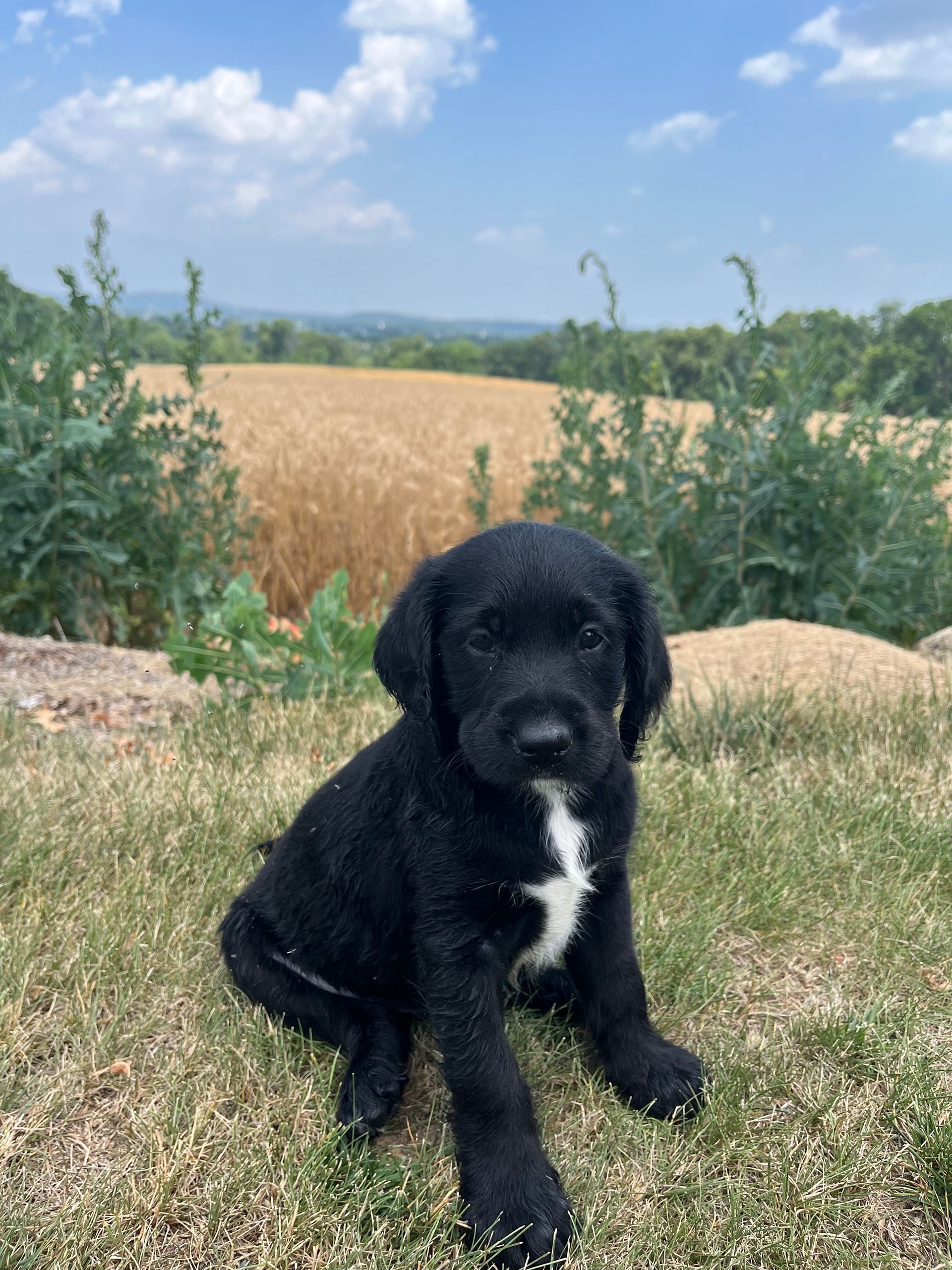 Loki - F1 Labradoodle (Male) $1200