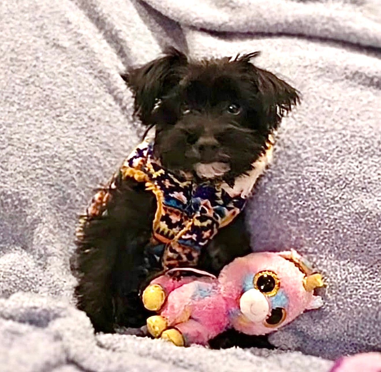 Maisie Paisley Boggswerth  - Yorkiepoo (Female)