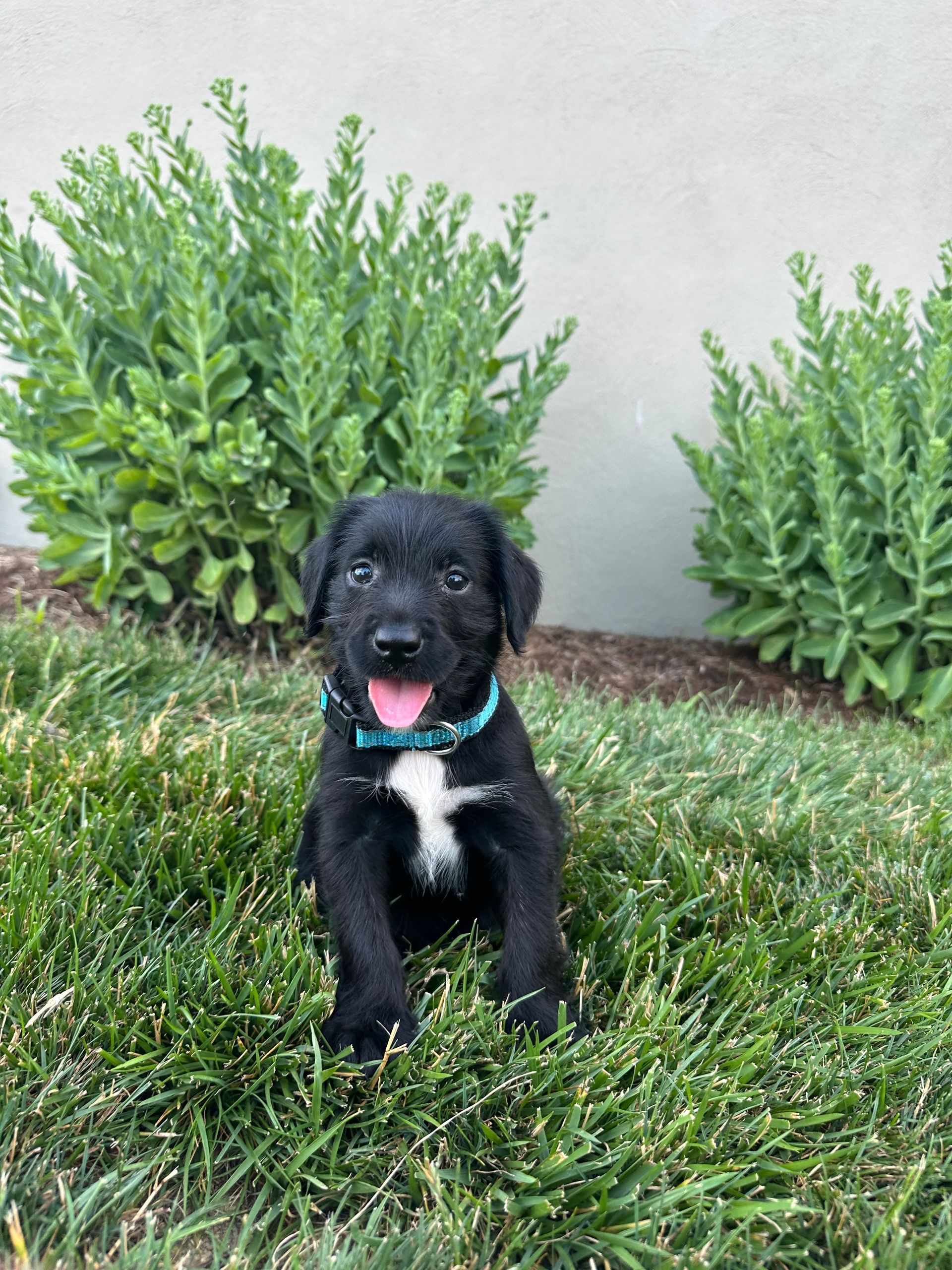 Mantis - F1 Labradoodle (Female) $1200
