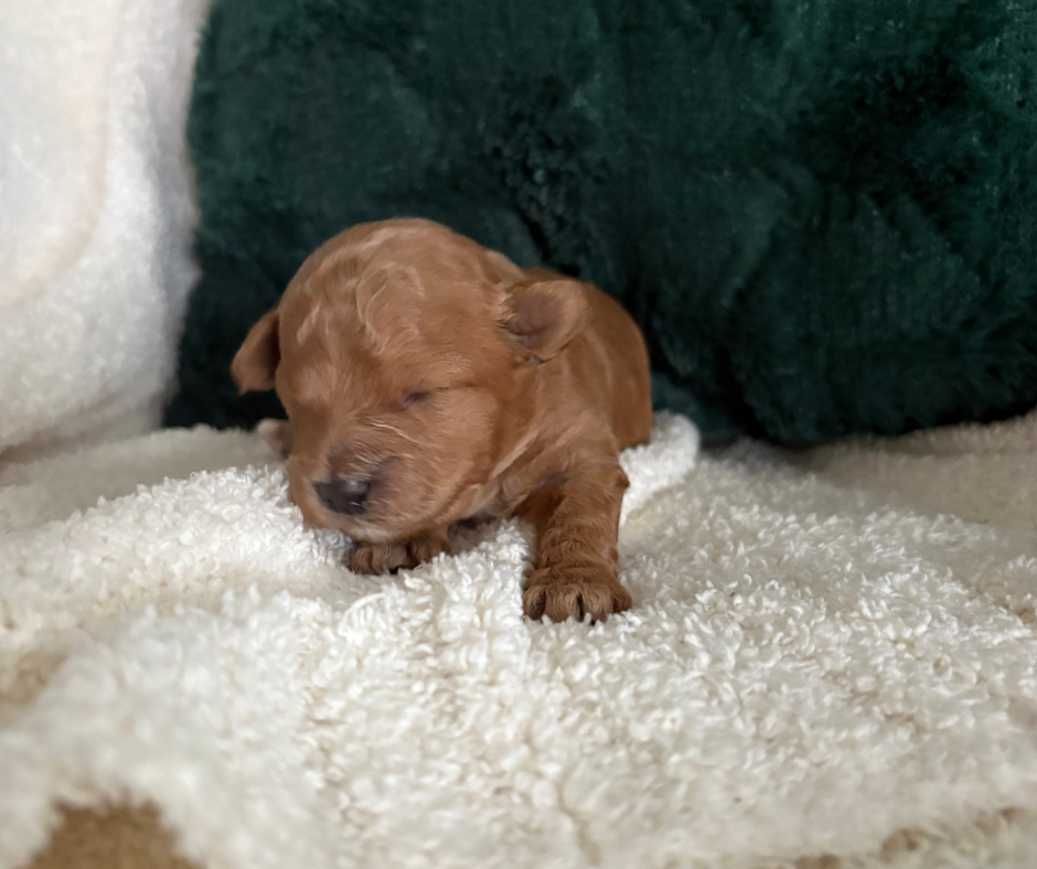 Cinnamon - F1b Havapoo (Female)