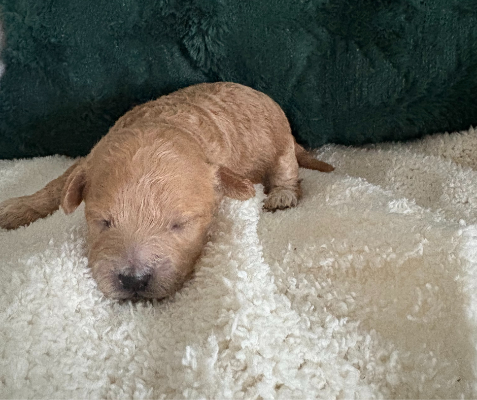 Cocoa - F1b Havapoo (Female)