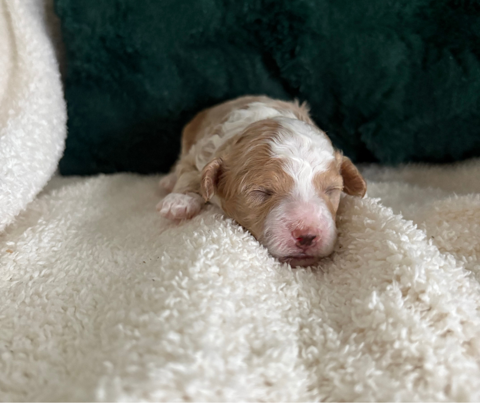 Frosty - F1b Havapoo (Male)