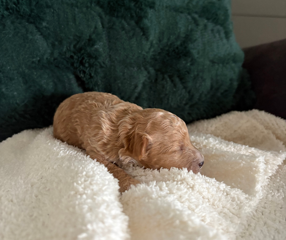 Ginger - F1b Havapoo (Female)