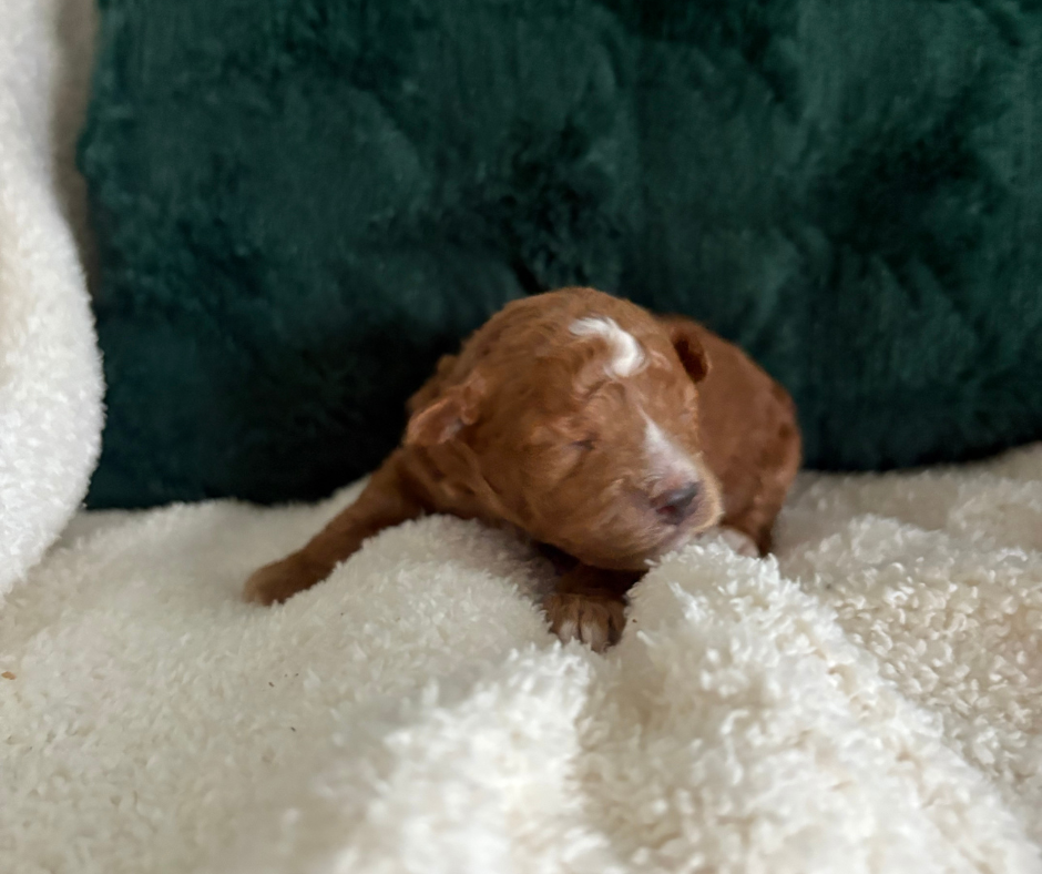 Snowflake - F1b Havapoo (Female)