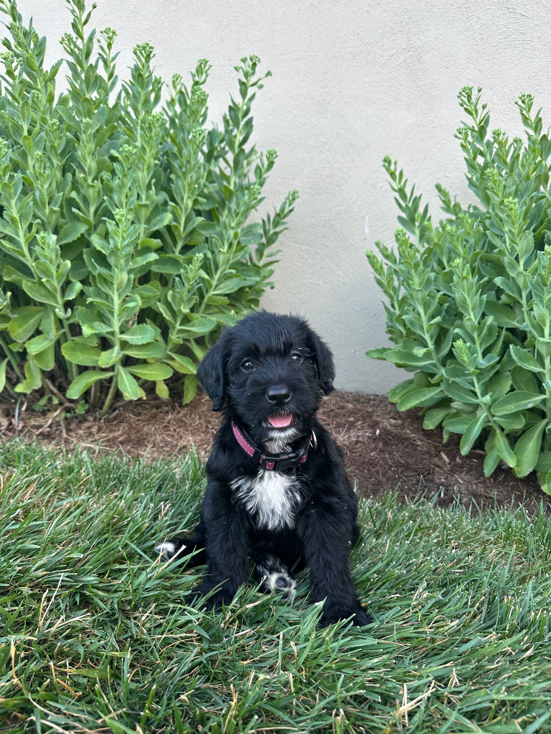 Peggy - F1 Labradoodle (Female) $1200