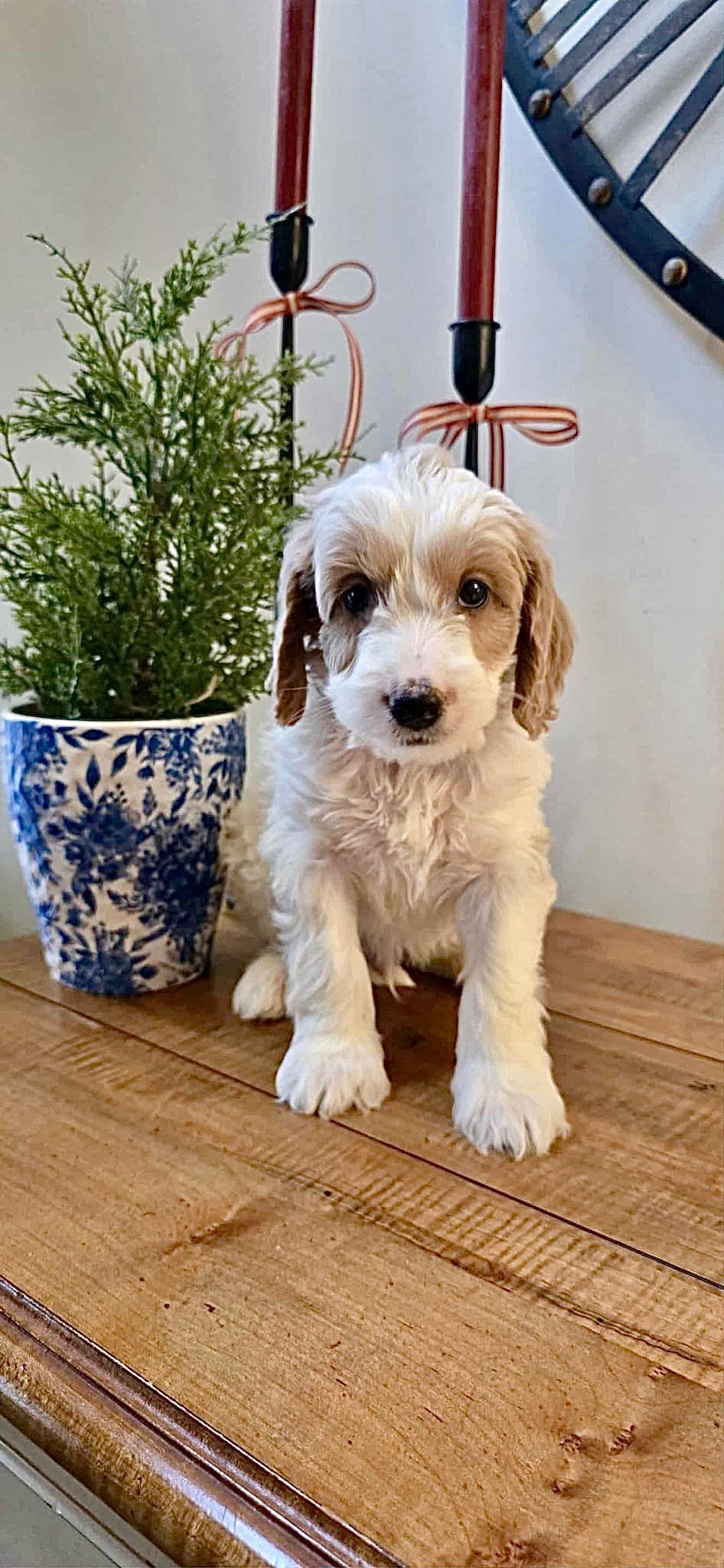 Charlie - F1b Mini Goldendoodle (Male)