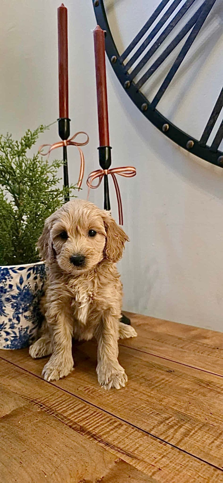 Donna - F1b Mini Goldendoodle (Female)