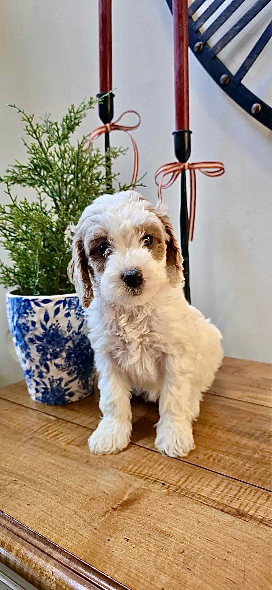 Judy - F1b Mini Goldeldoodle (Female)