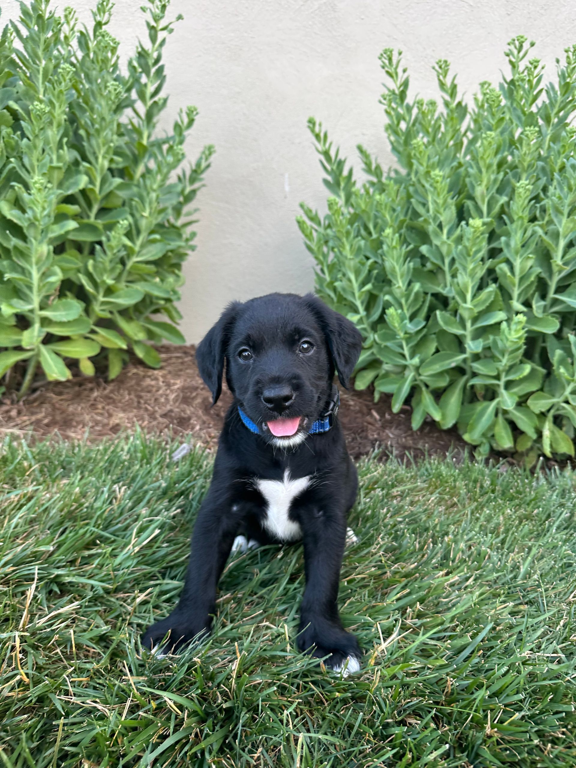 Rocket - F1 Labradoodle (Male) $1200