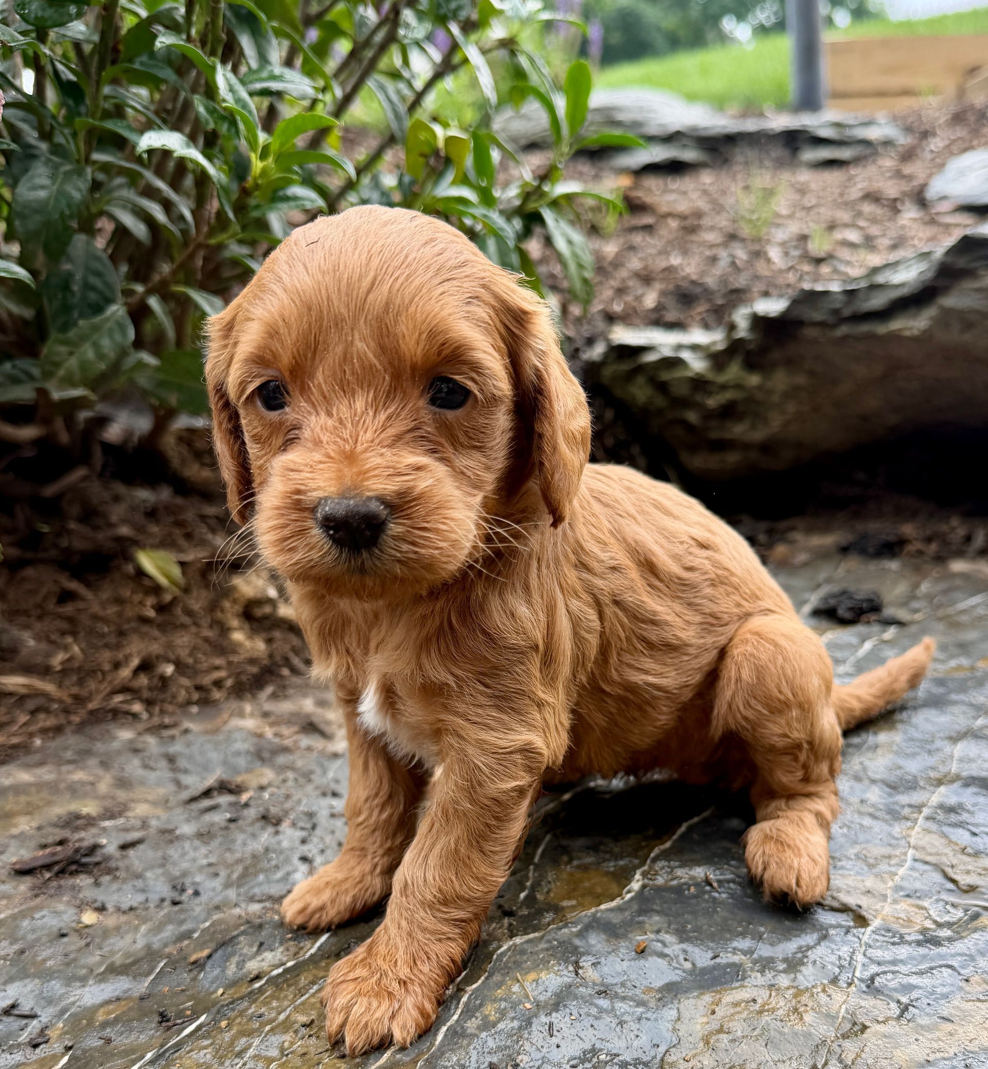 Ruby - F1b Mini Goldendoodle (Female) $1300