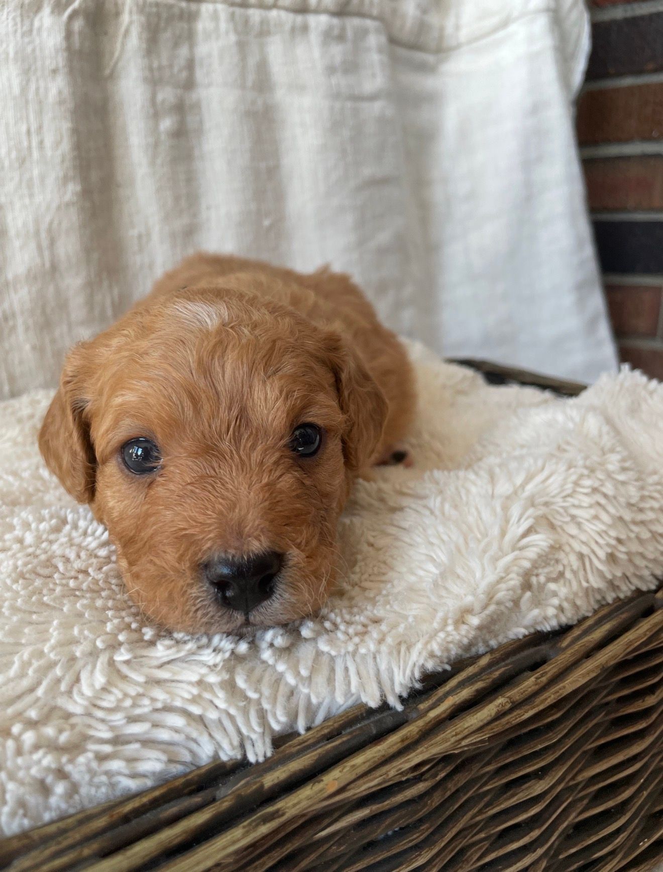 Dart - Munchkin Bernedoodle (Male)