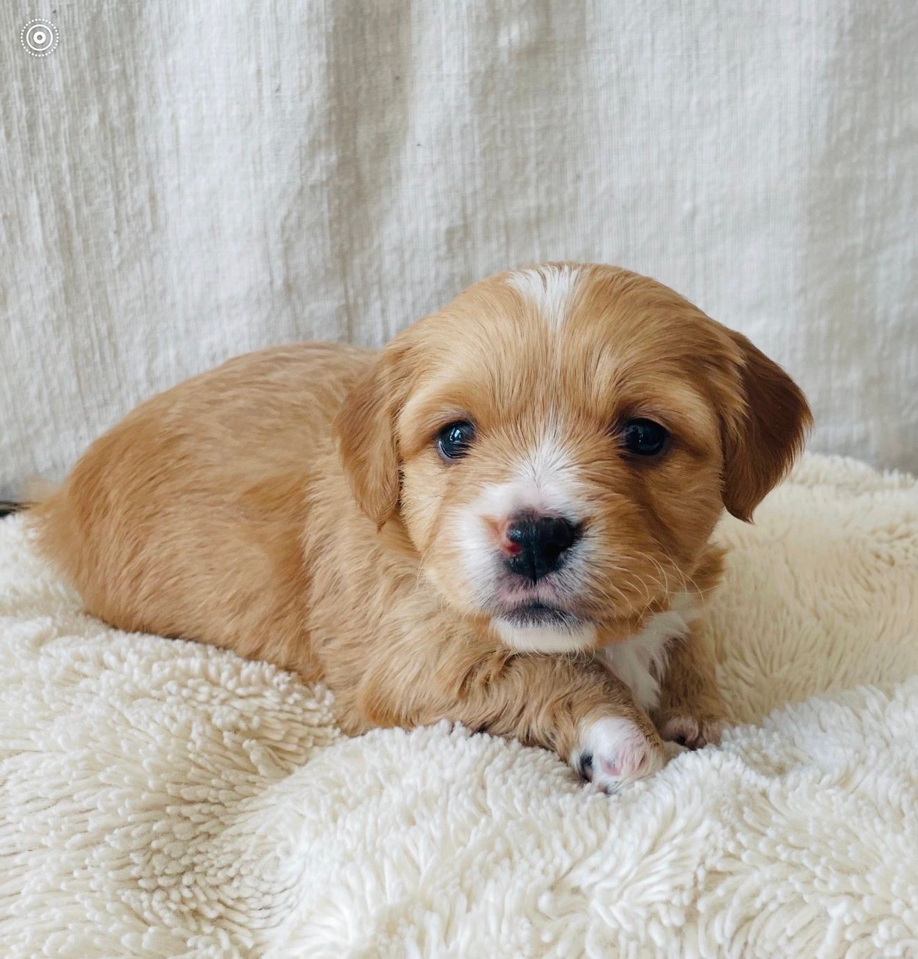 Rocky - Munchkin Bernedoodle (Male)