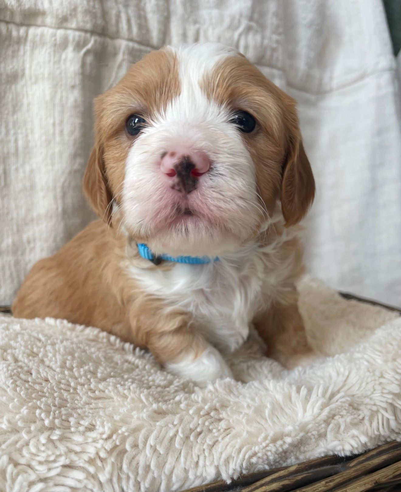 Scout - Munchkin Bernedoodle (Male)