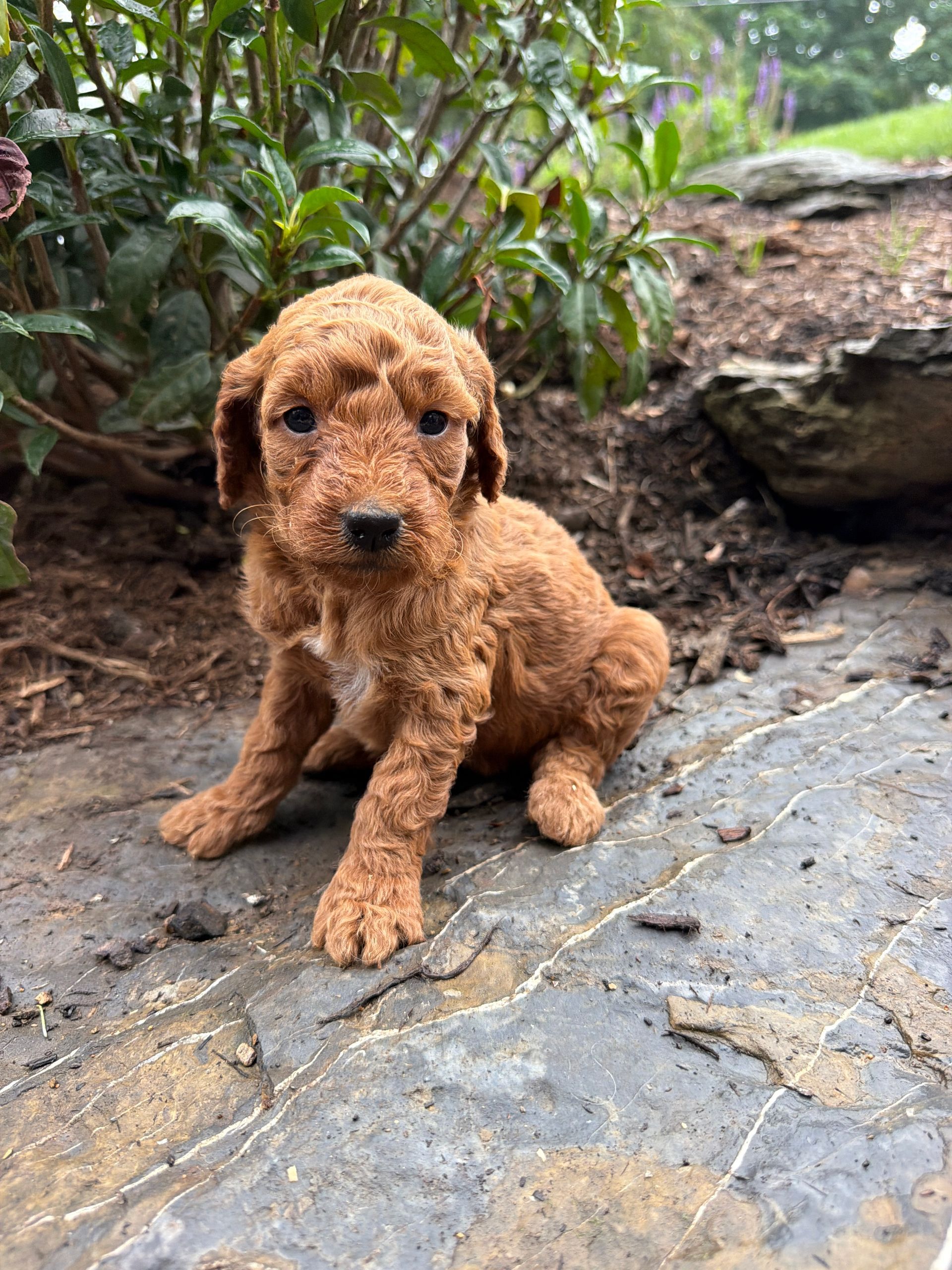 Sage - F1b Mini Goldendoodle (Female) $1300