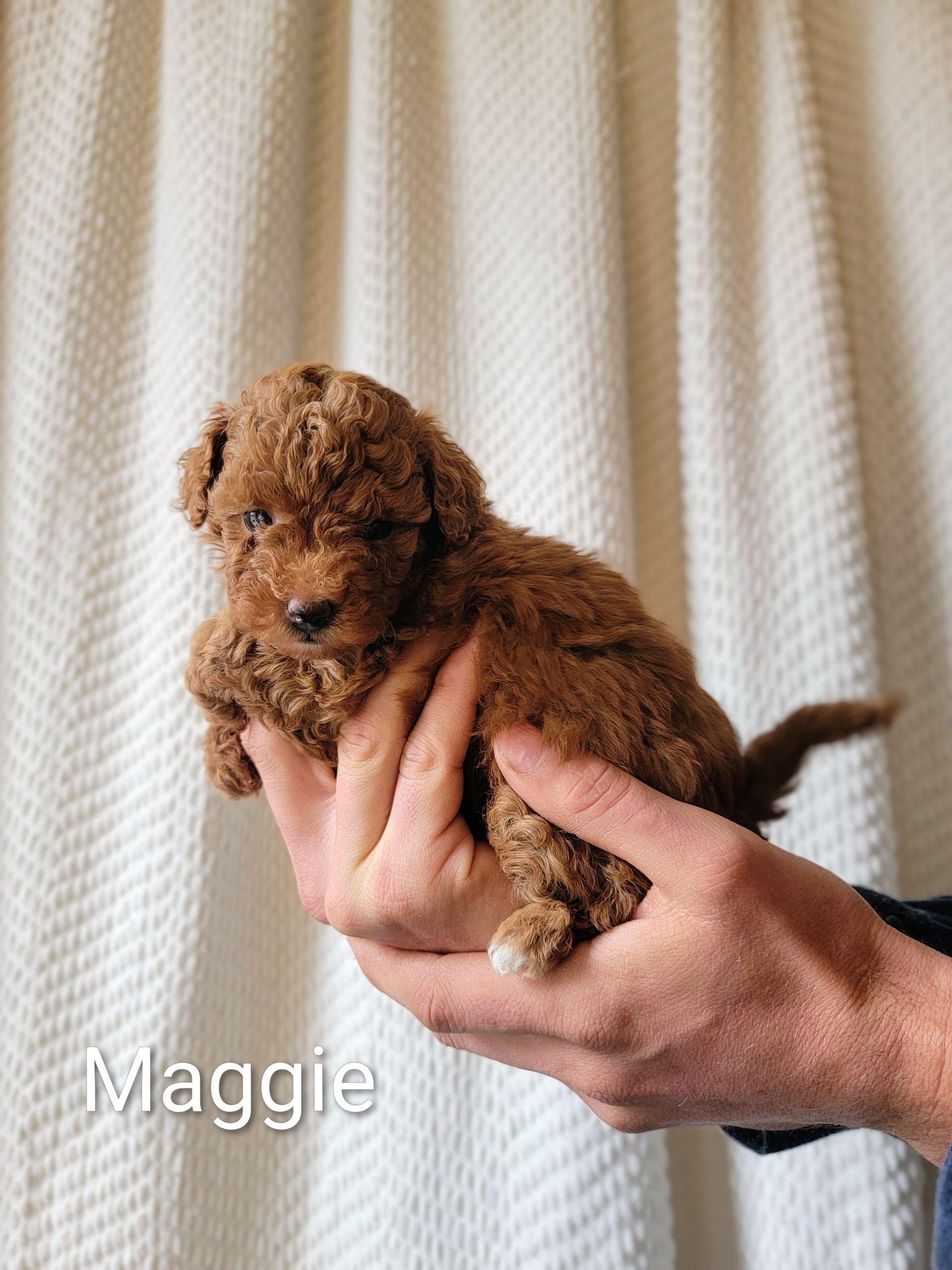 Maggie - Toy Poodle (Female)