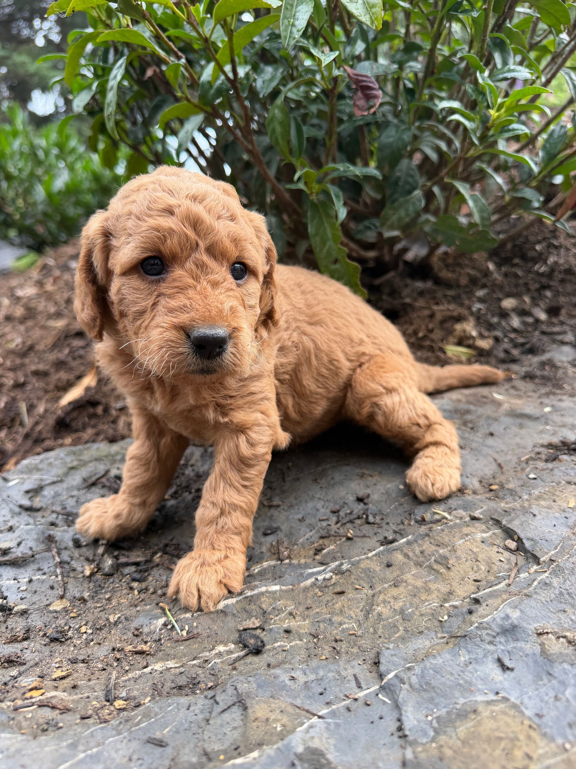 Winston - F1b Mini Goldendoodle (Male) $1300