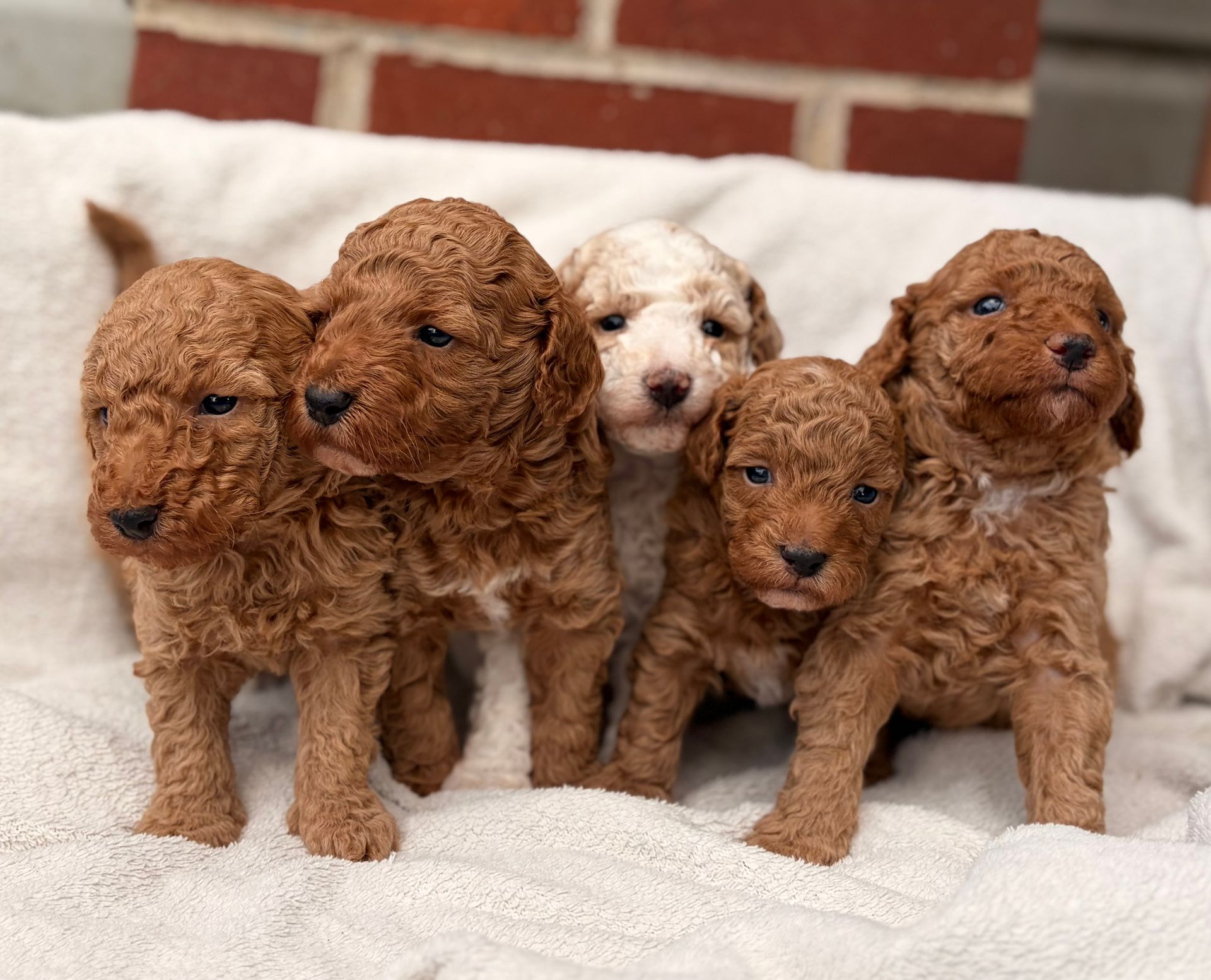 Oakley - AKC Mini Poodle (Female) $1095