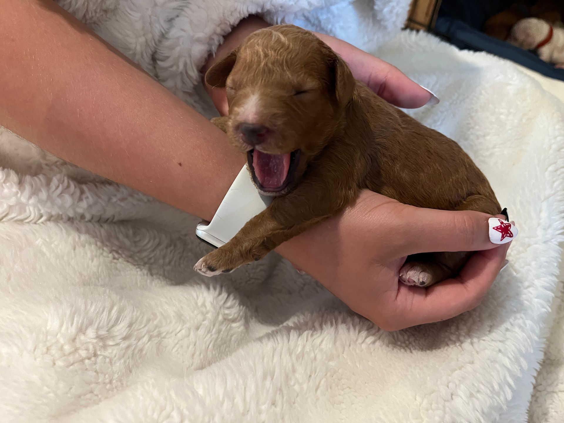 Abigail - Mini Goldendoodle (Female) $1250