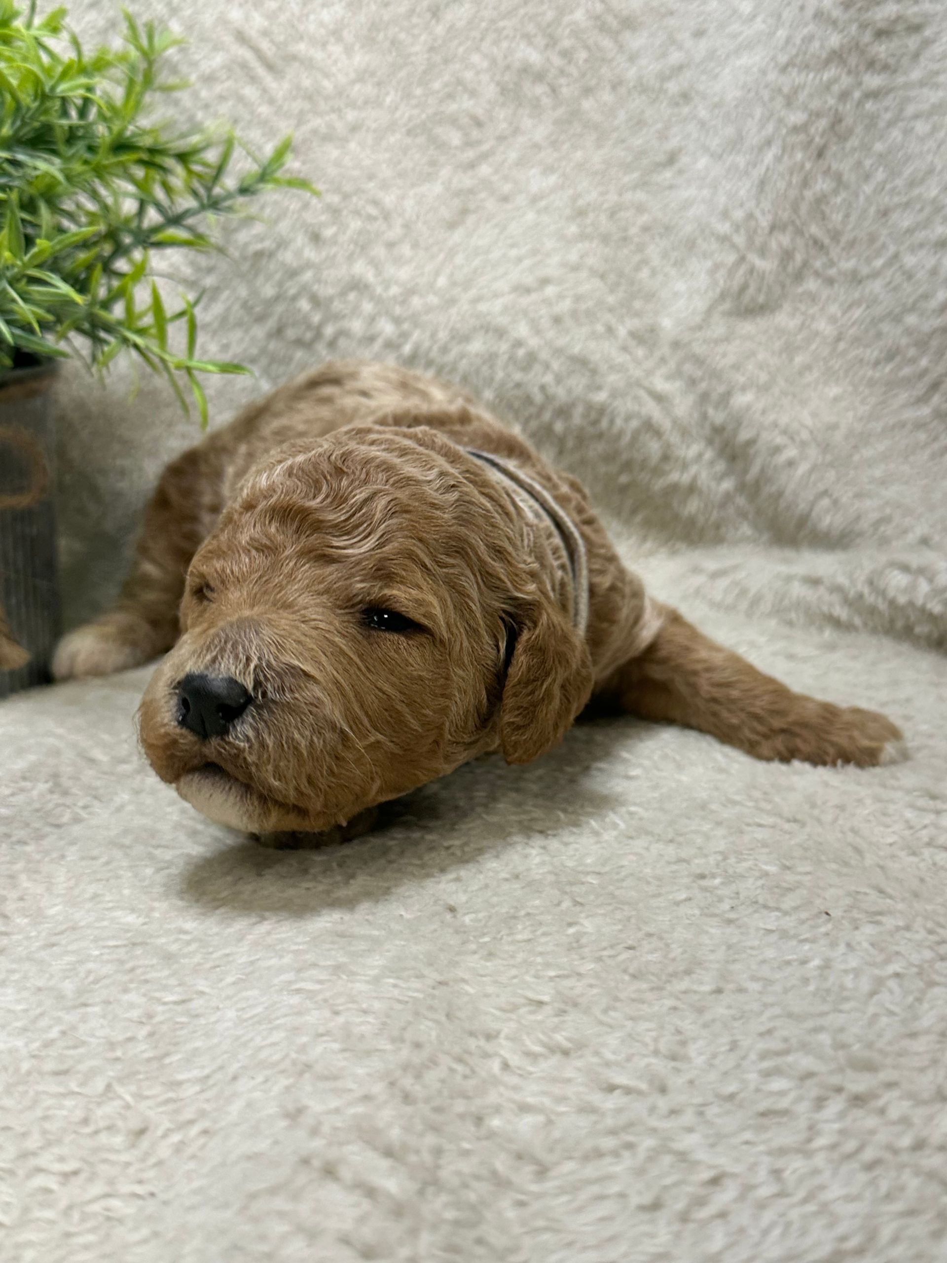 Aurora - F1b Mini Irishdoodle (Male)