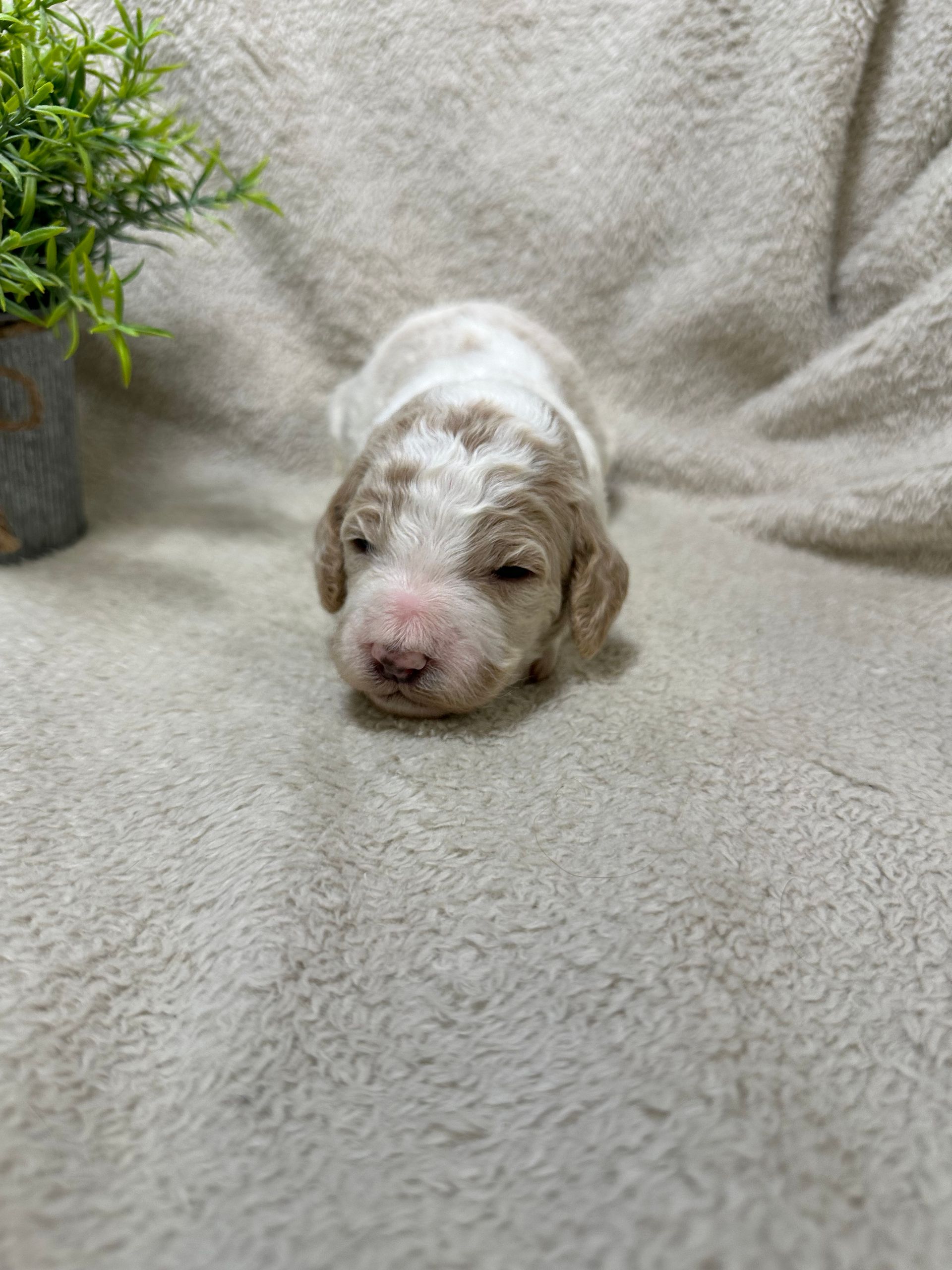 Champagne - F1b Mini Irishdoodle (Female)