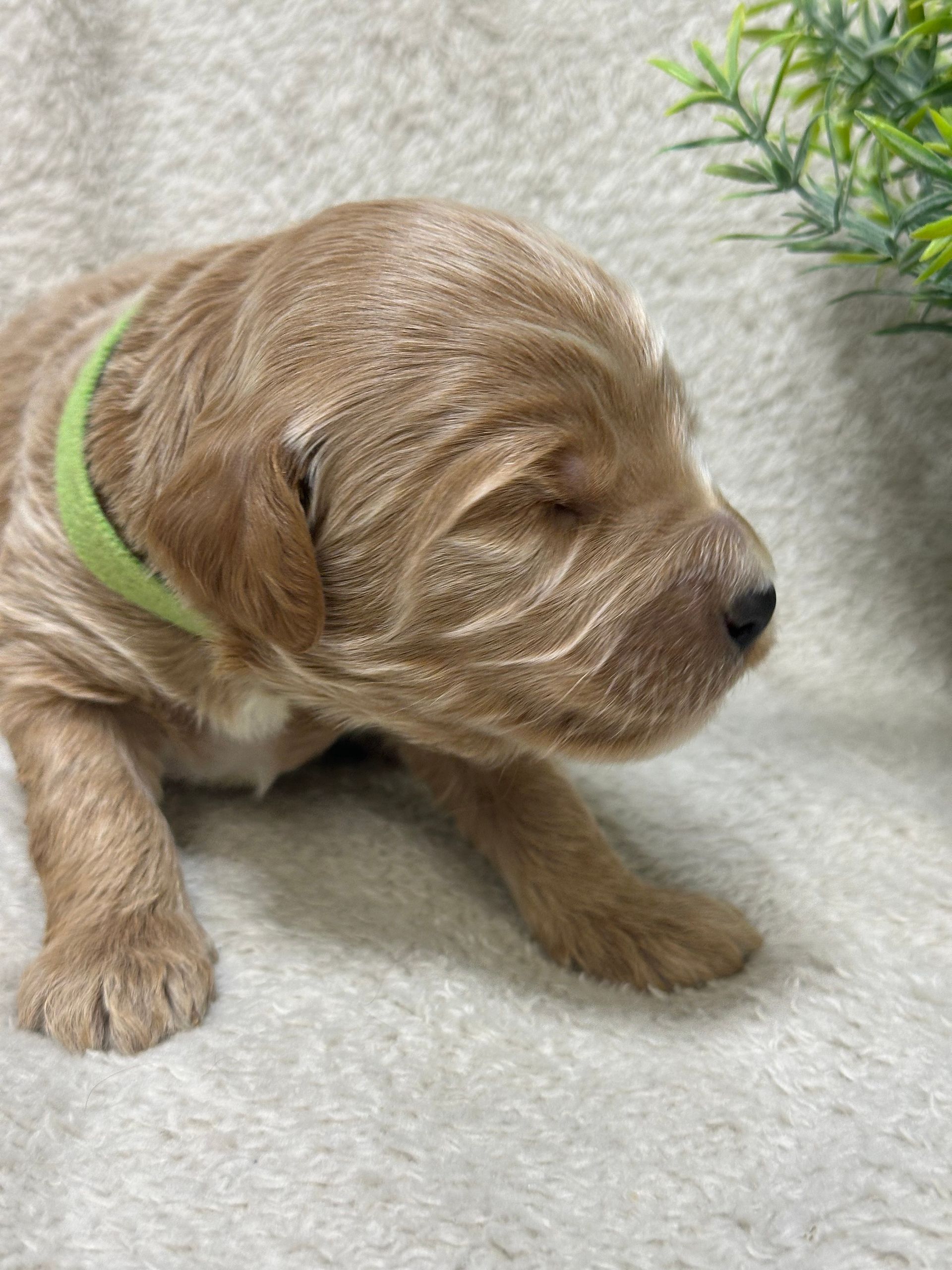 Cheer - F1b Mini Irishdoodle (Male)