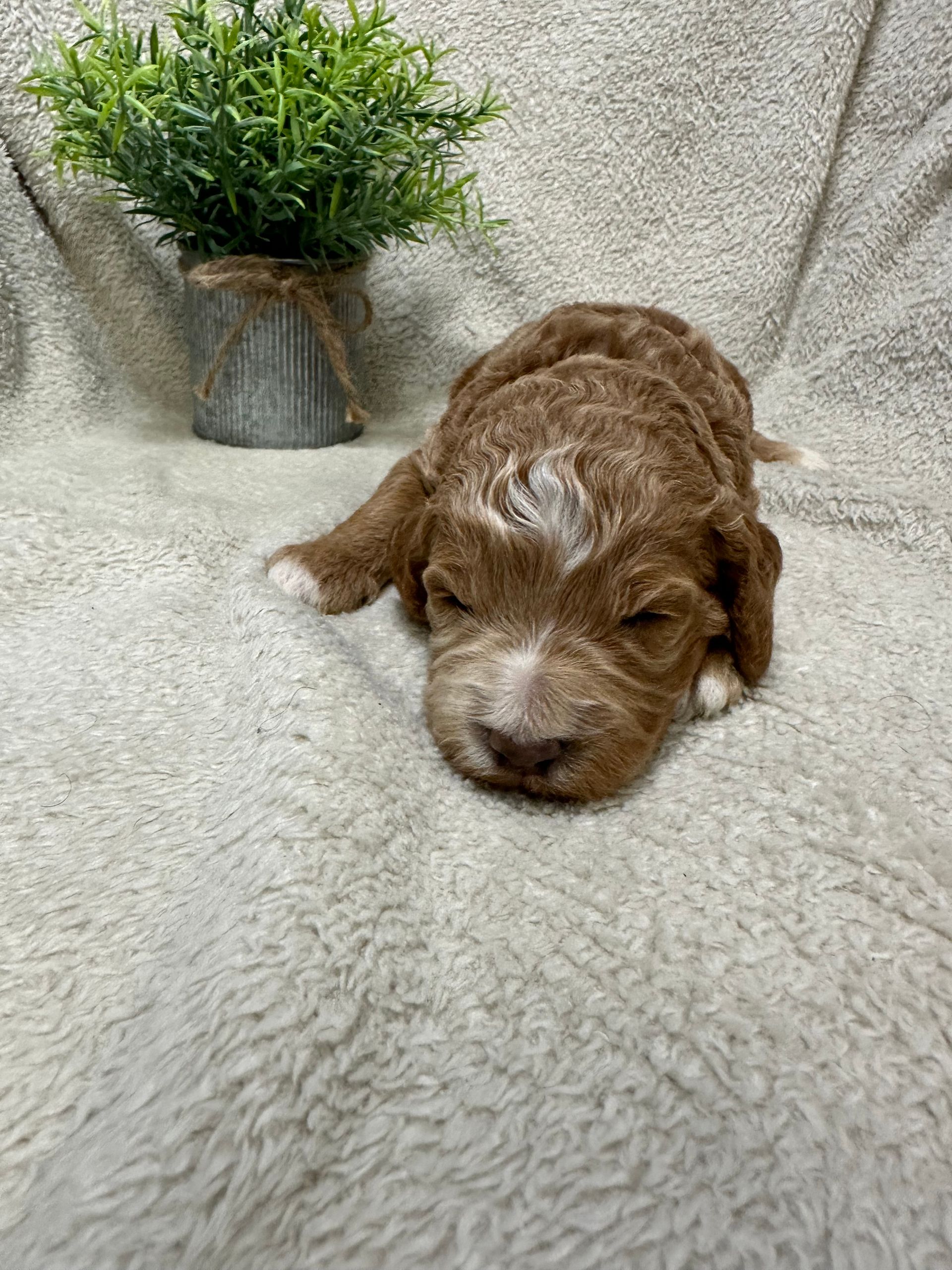 Eve - F1b Mini Irishdoodle (Female)