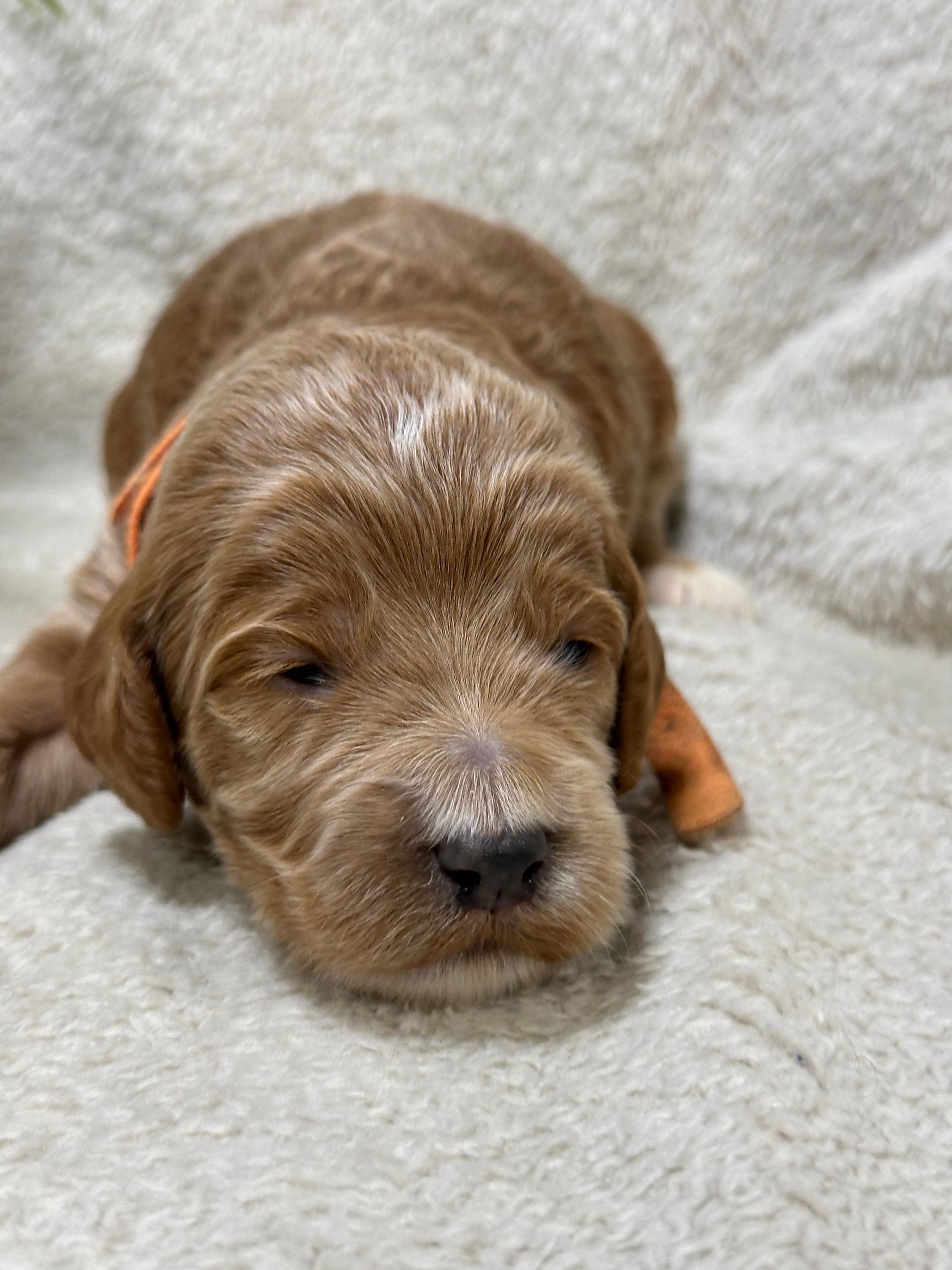 Toast - F1b Mini Irishdoodle (Male)