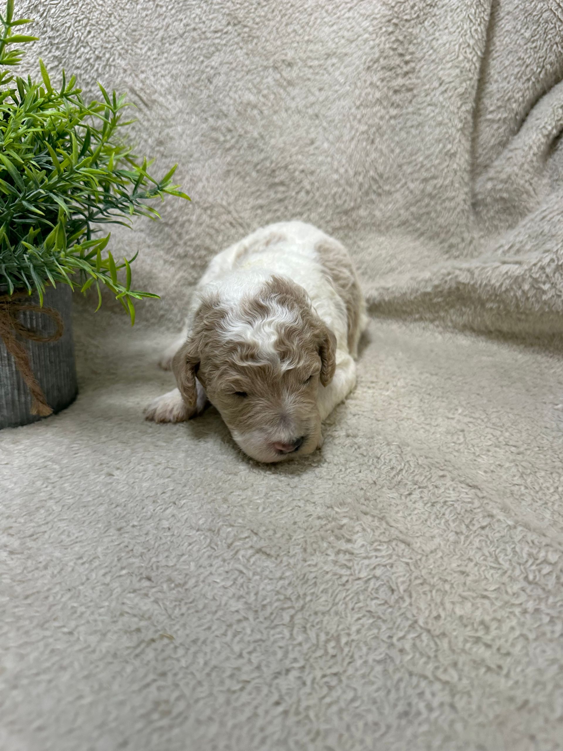 Winter - F1b Mini Irishdoodle (Female)