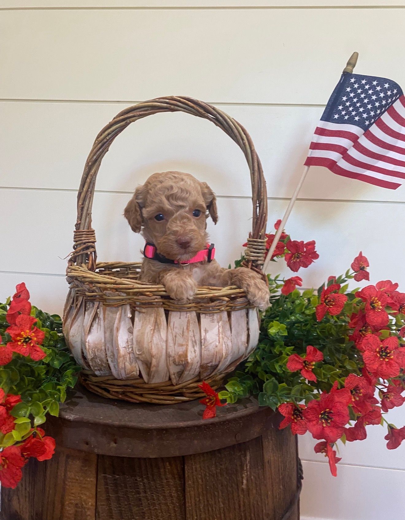 Bell - F1b Mini Labradoodle (Female) $1500