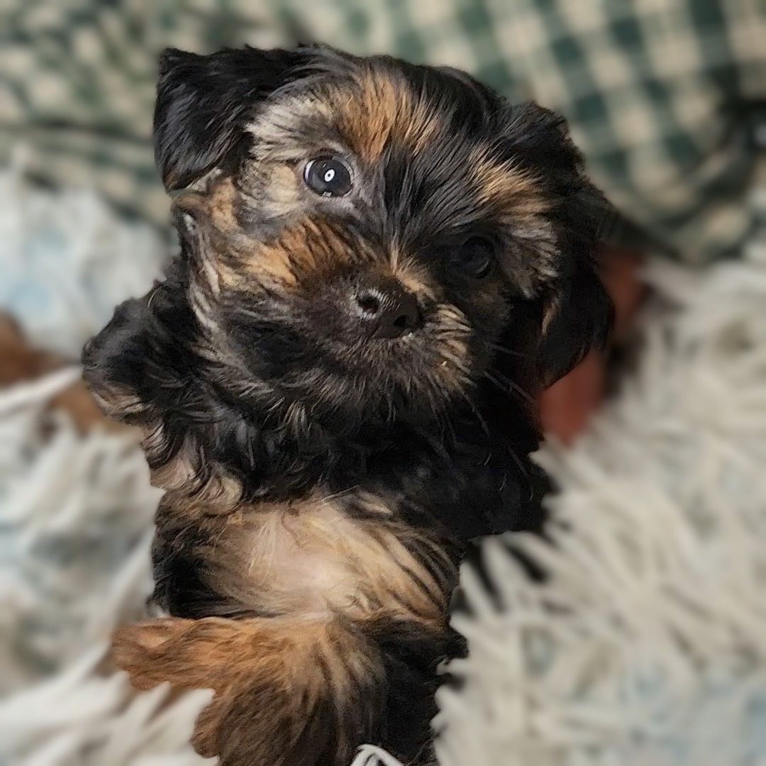 Bentley - F1b Yorkipoo (Male)
