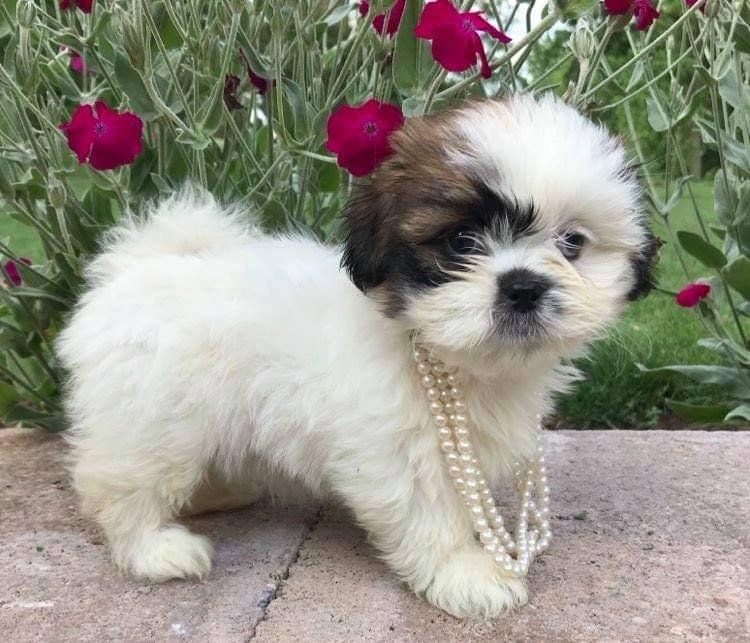 cute home raise puppy