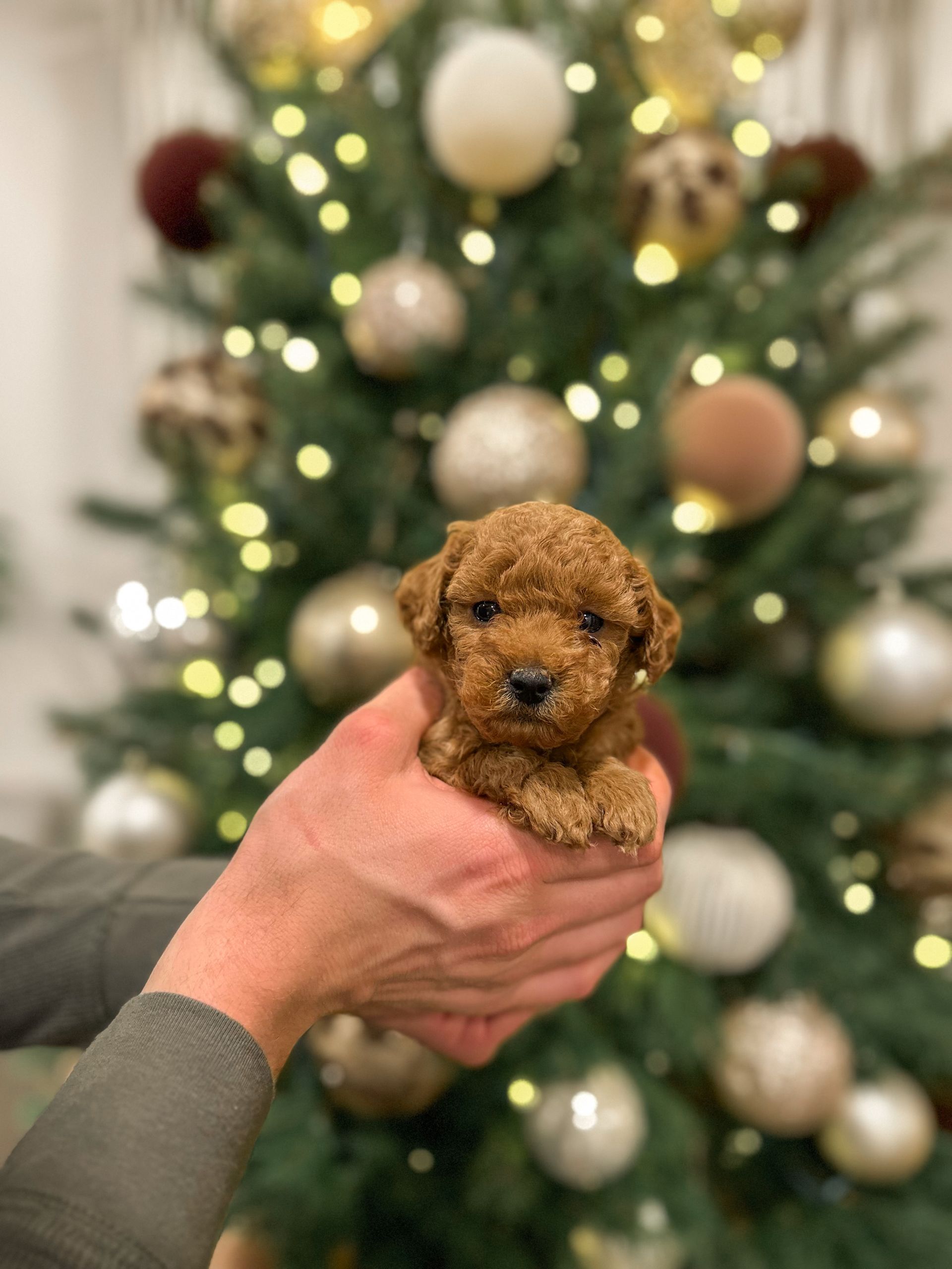 Brookes - F3bb Mini Goldendoodle (Male)