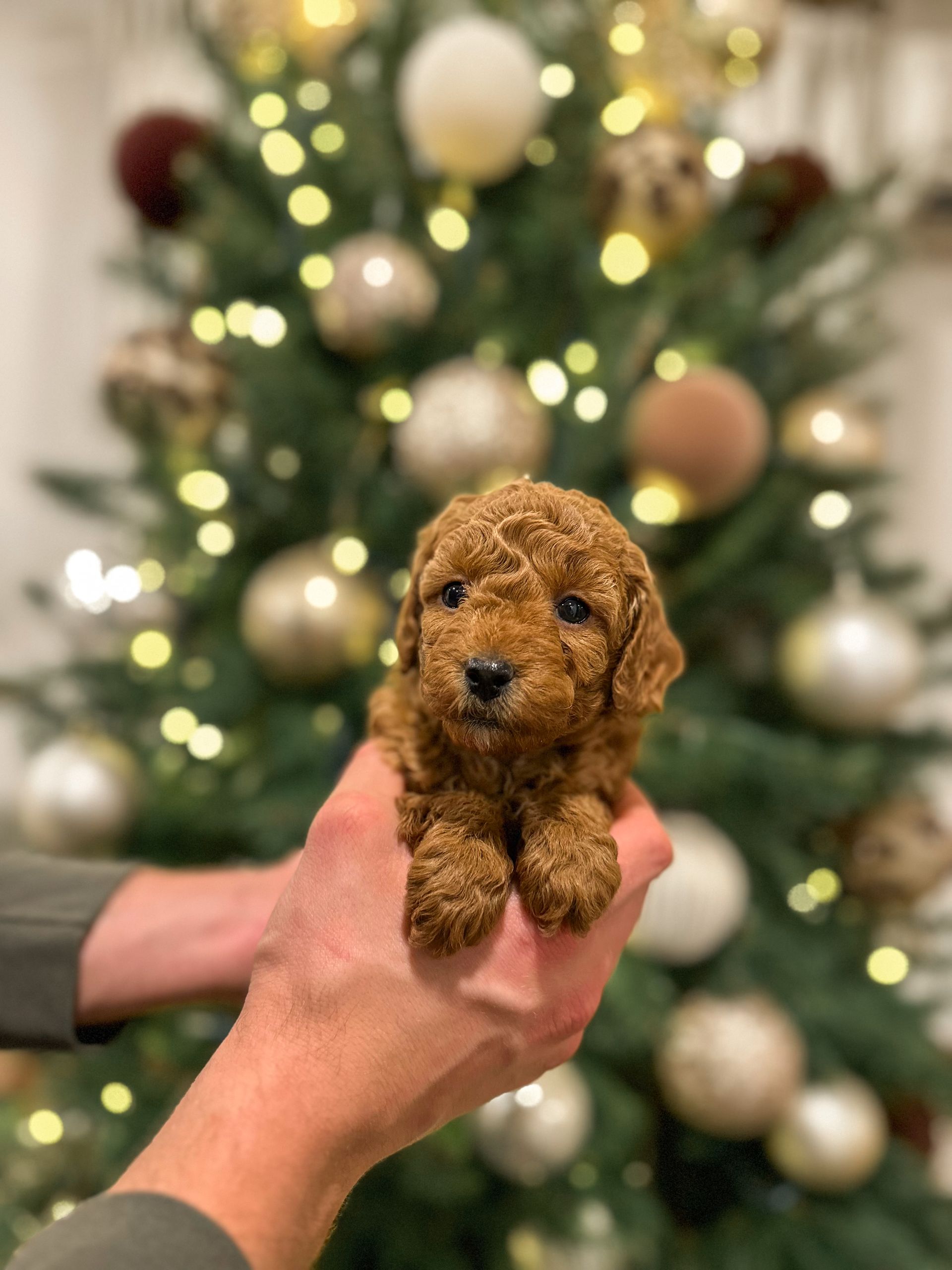 Capri - F3bb Mini Goldendoodle (Female)